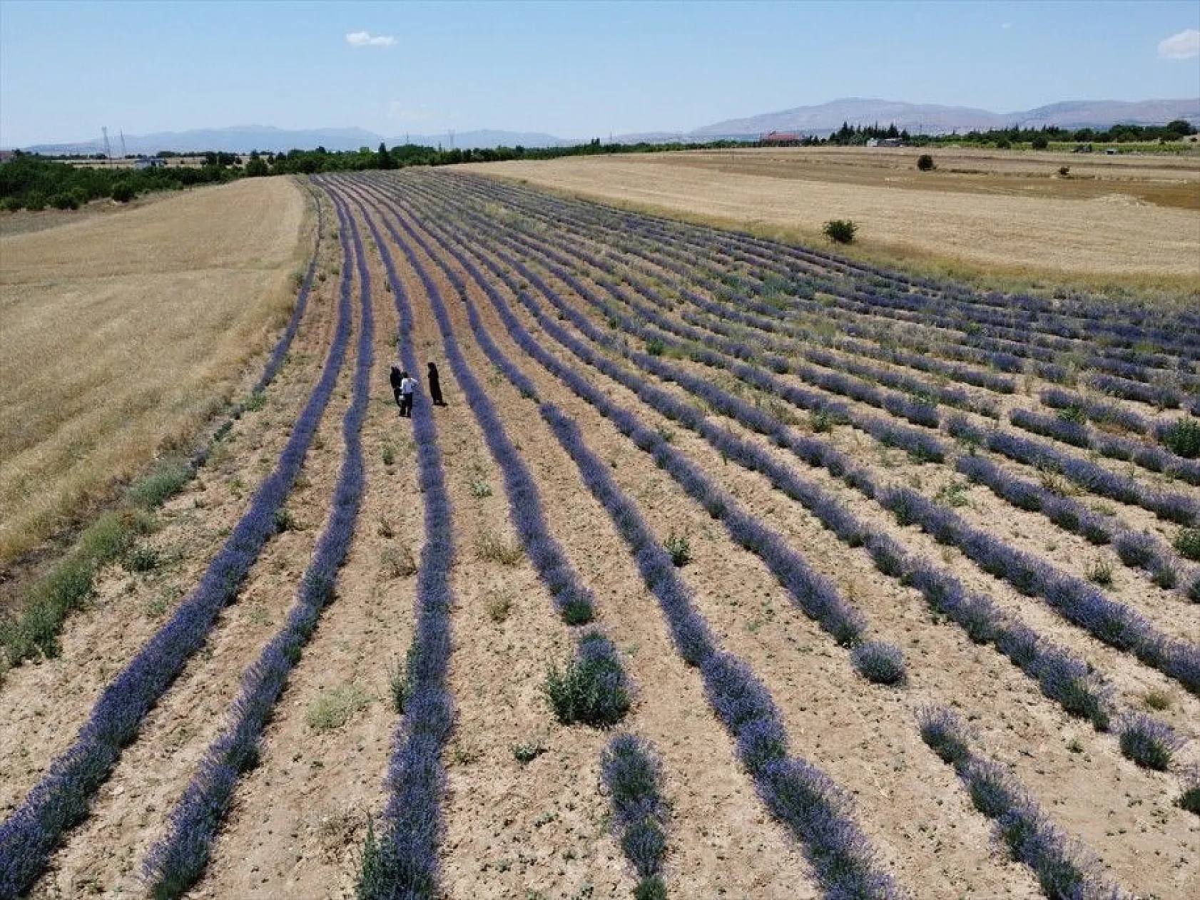 Elazığlı kadınlar lavanta üretiyor