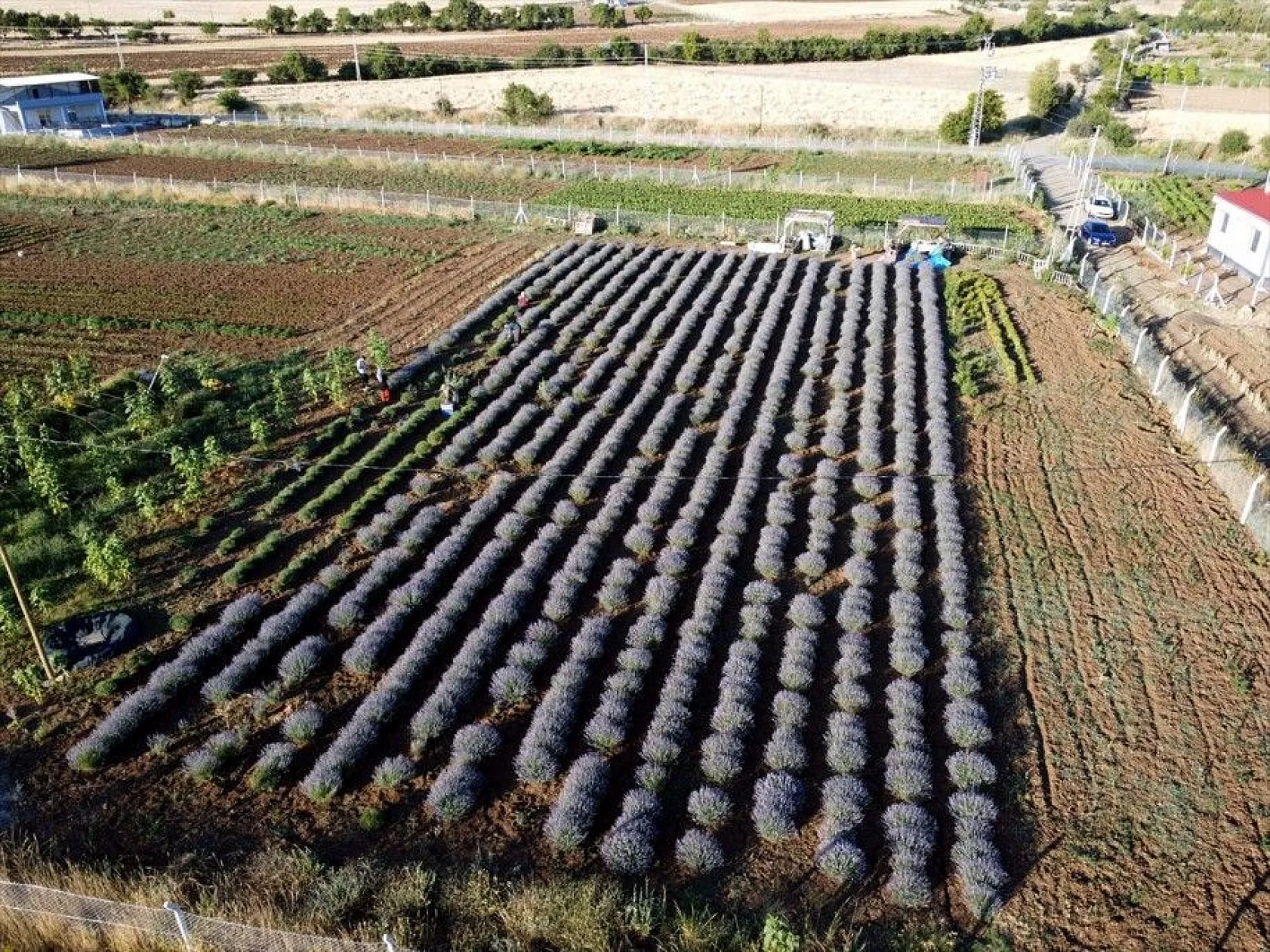 Elazığlı kadın girişimci, atıl araziyi lavanta bahçesine dönüştürdü
