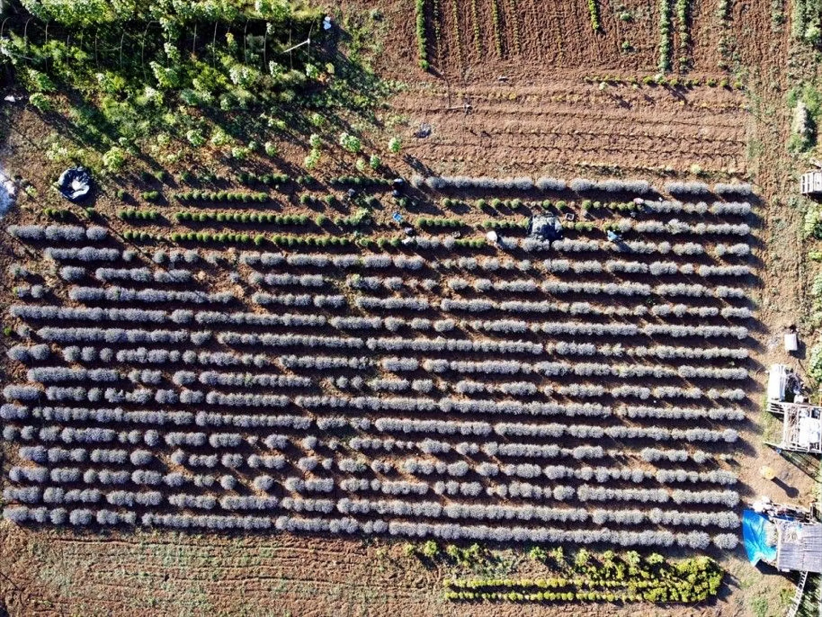 Elazığlı kadın girişimci, atıl araziyi lavanta bahçesine dönüştürdü