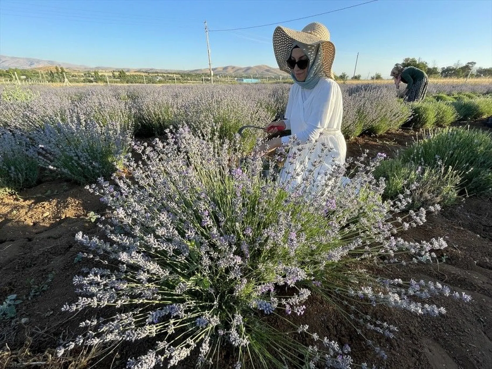 Elazığlı kadın girişimci, atıl araziyi lavanta bahçesine dönüştürdü