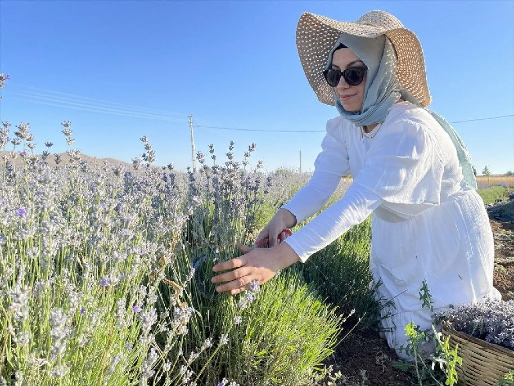 Elazığlı kadın girişimci, atıl araziyi lavanta bahçesine dönüştürdü