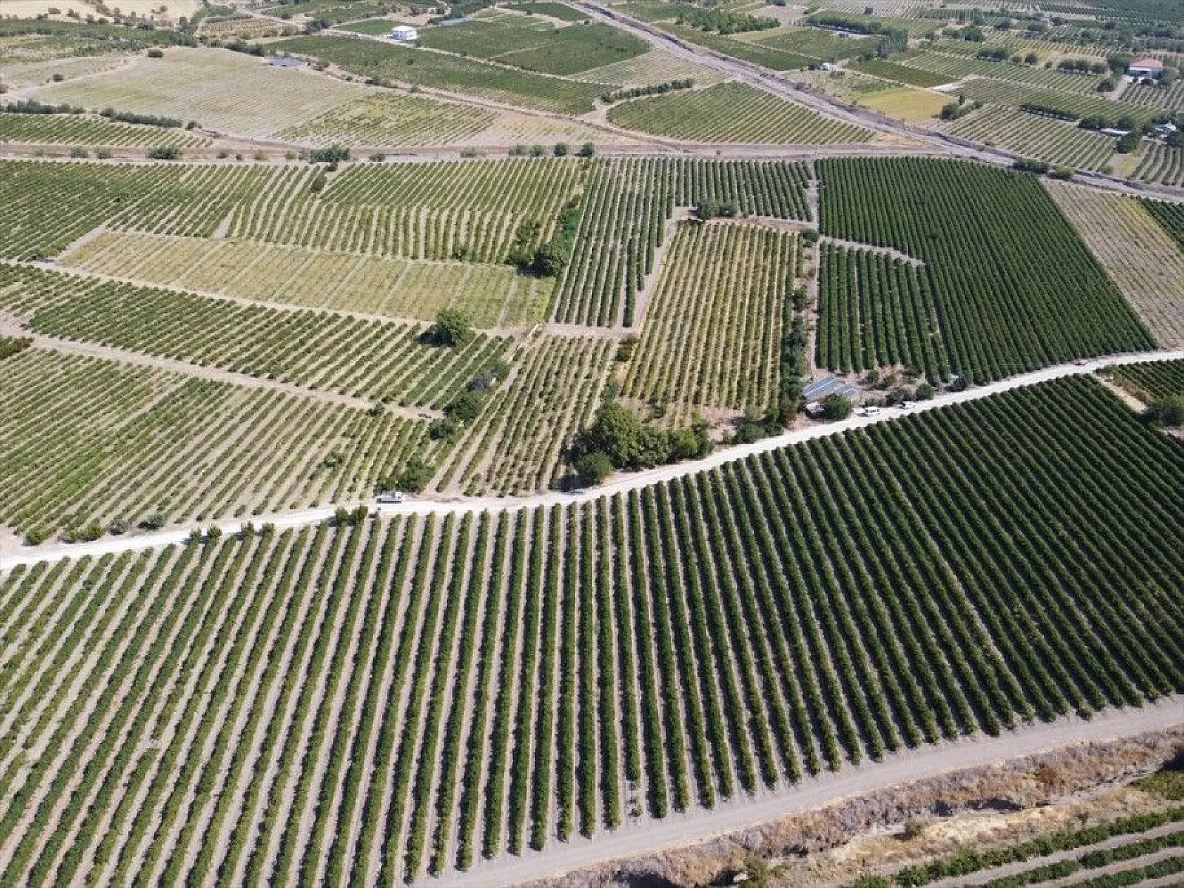 Elazığ'da 110 bin dekarlık üzüm üretimi