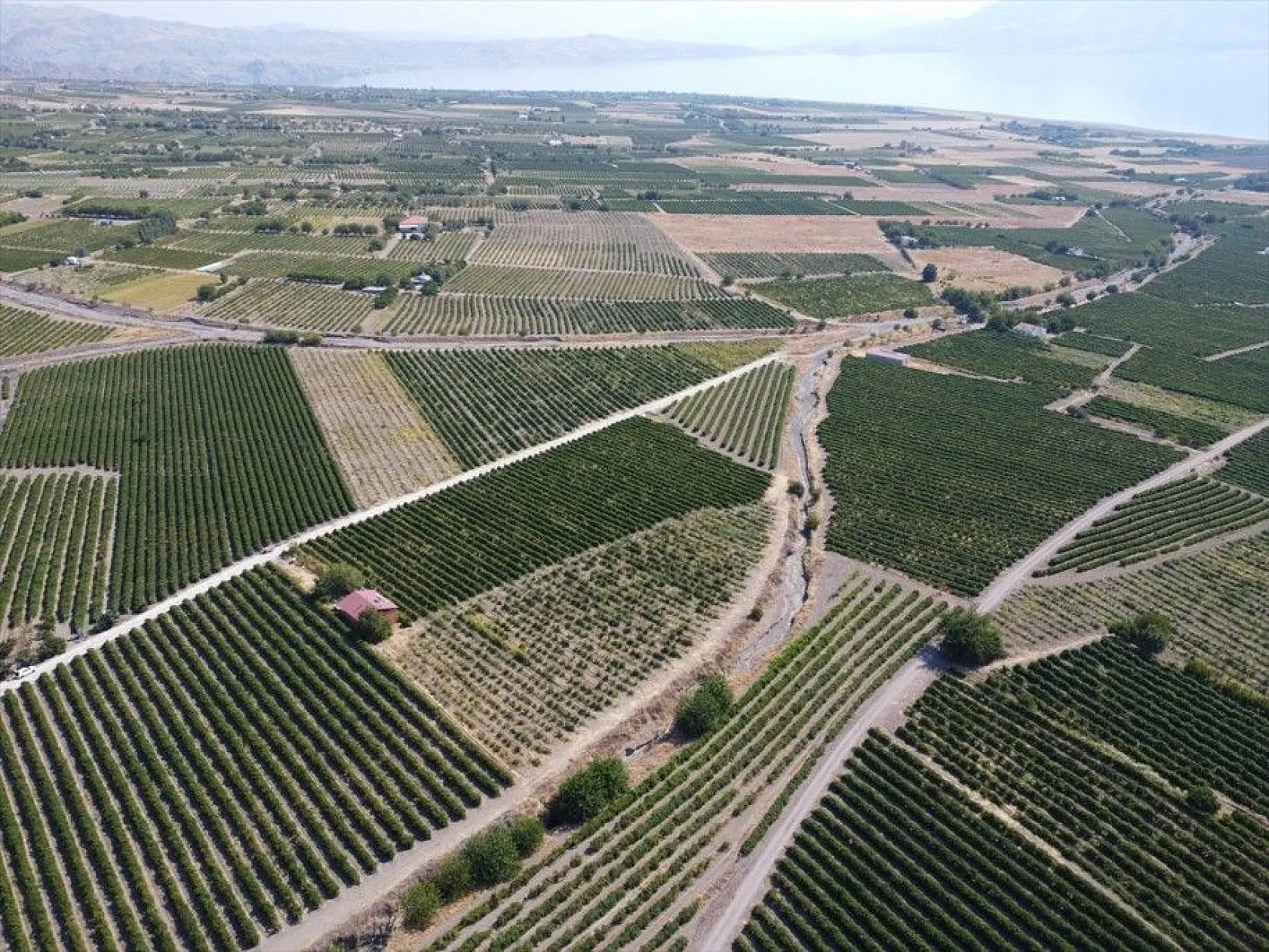 Elazığ'da 110 bin dekarlık üzüm üretimi