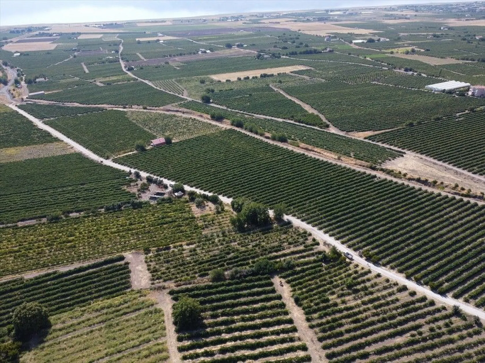 Elazığ'da 110 bin dekarlık üzüm üretimi