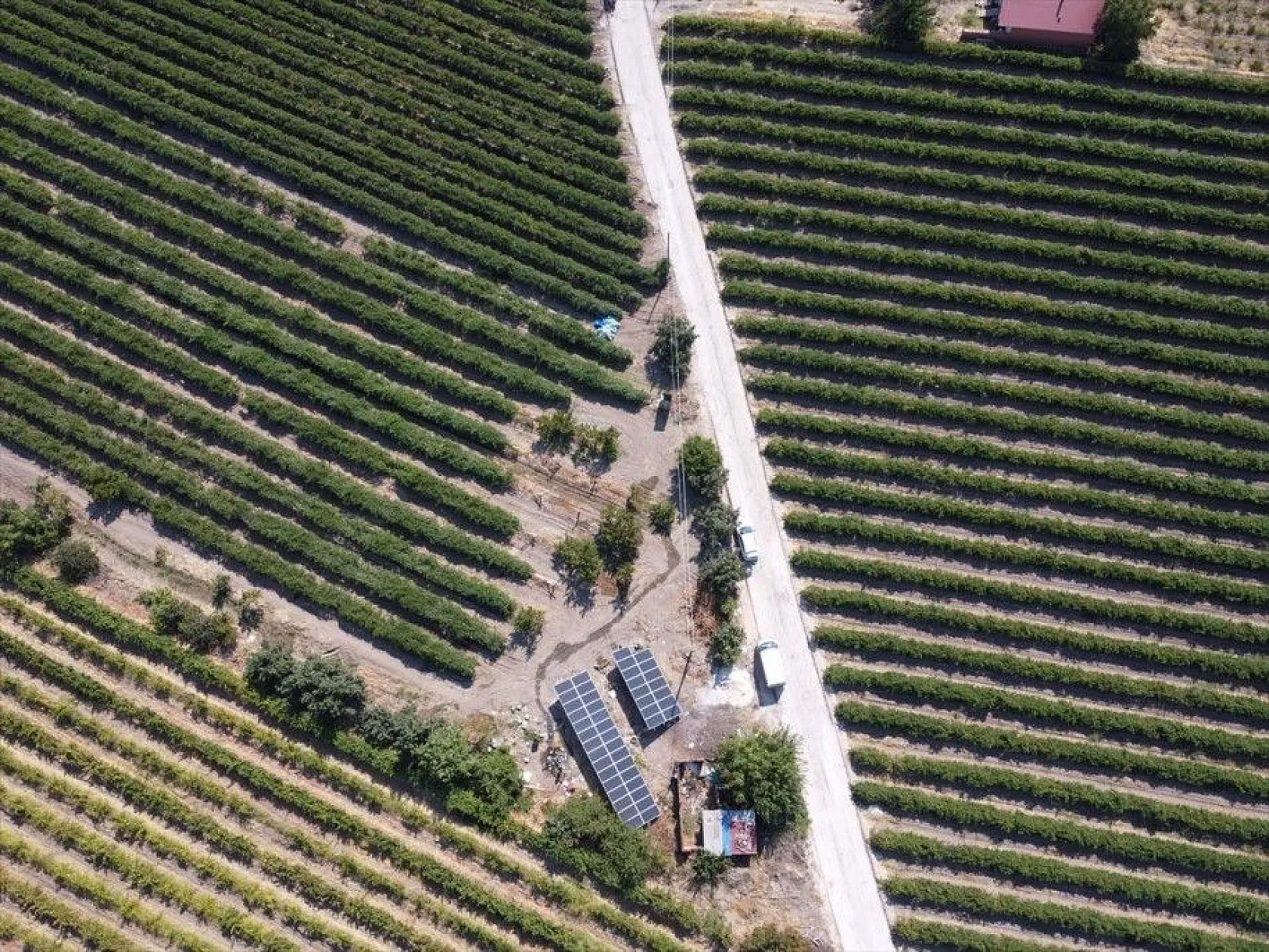 Elazığ'da 110 bin dekarlık üzüm üretimi