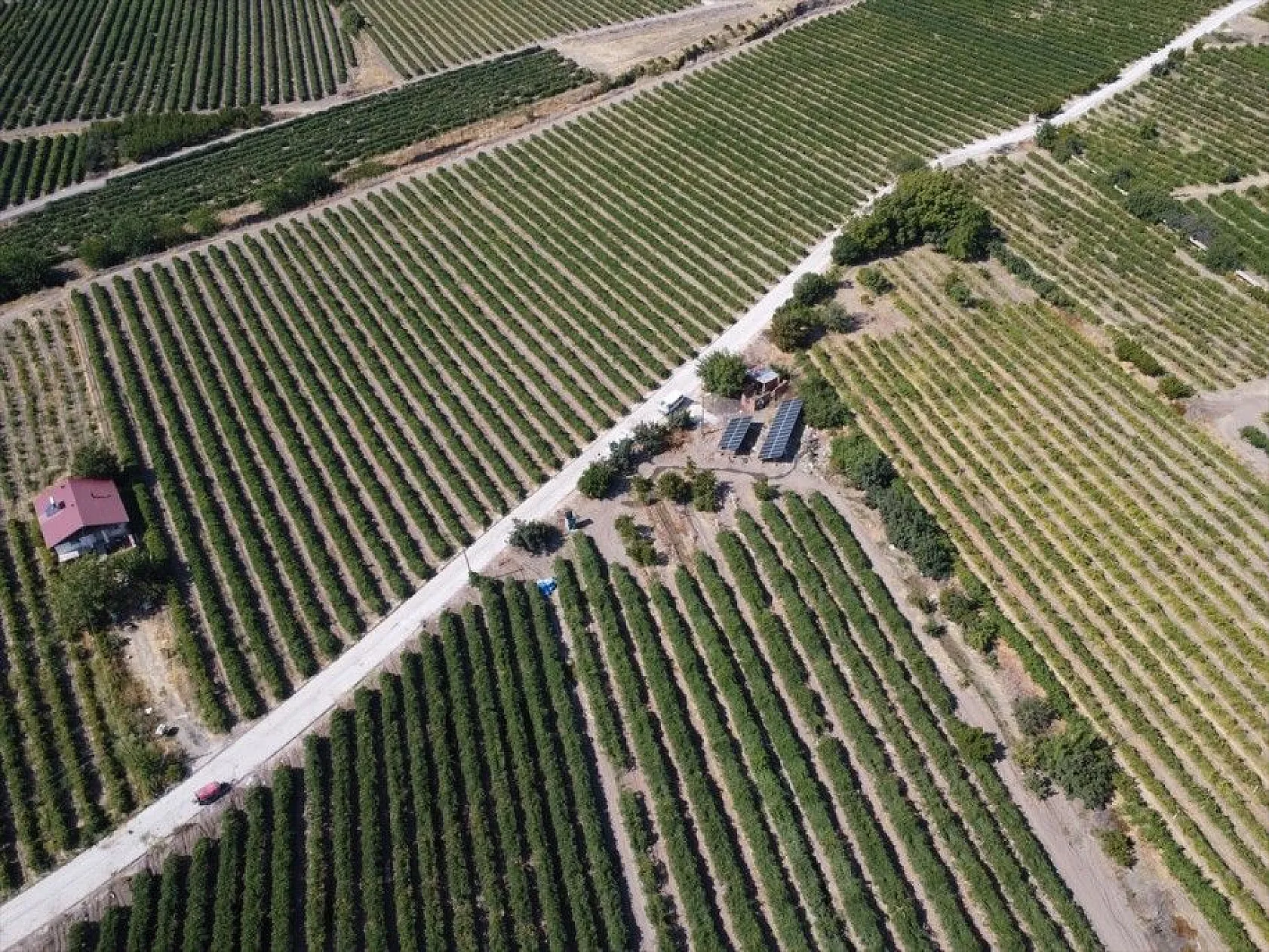 Elazığ'da 110 bin dekarlık üzüm üretimi
