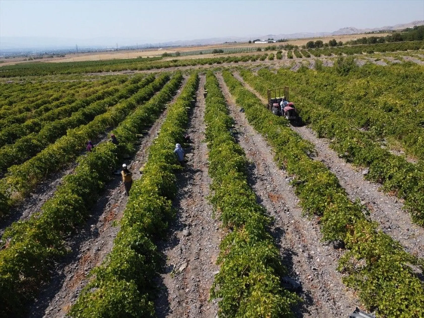 Elazığ'da 110 bin dekarlık üzüm üretimi