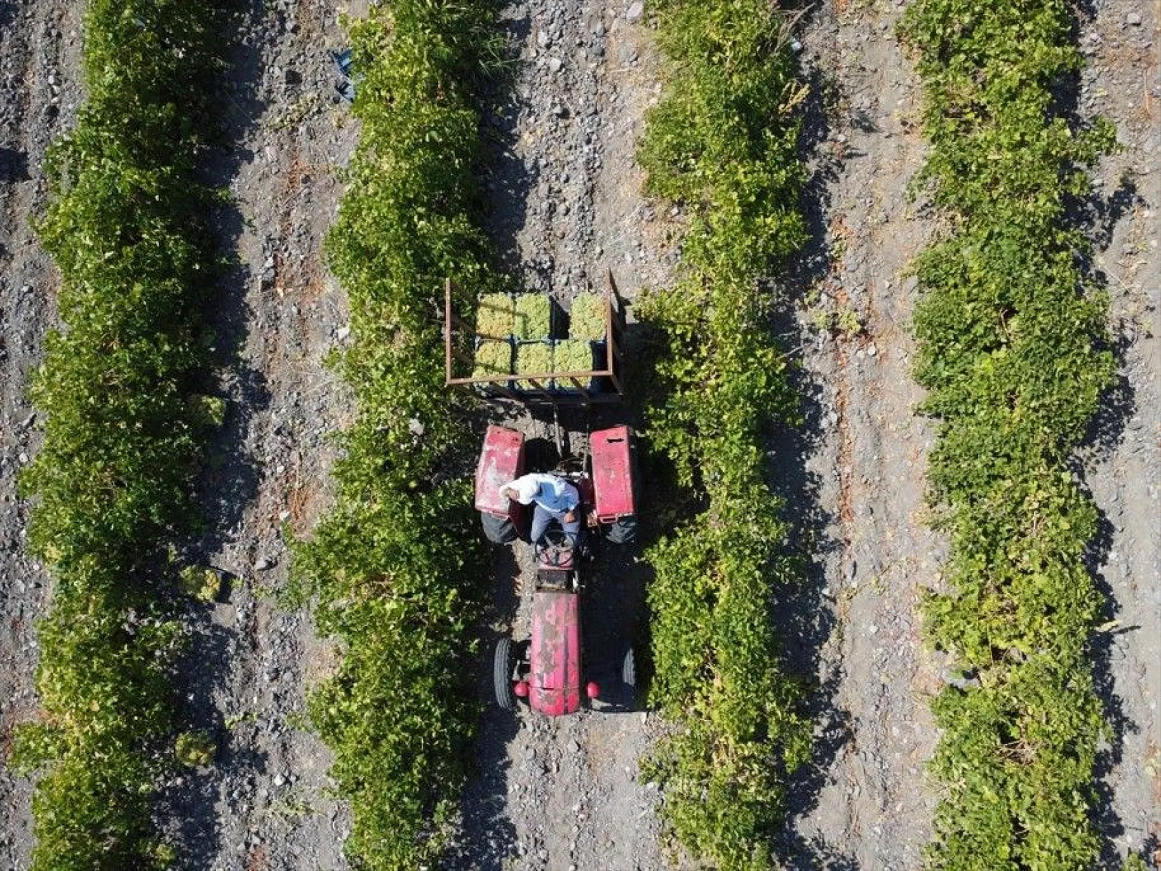 Elazığ'da 110 bin dekarlık üzüm üretimi