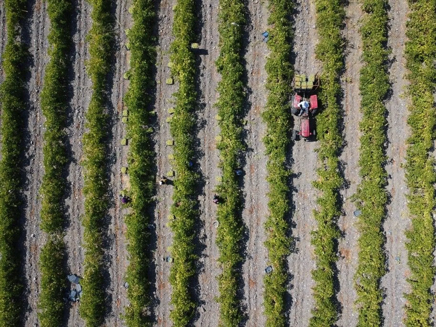Elazığ'da 110 bin dekarlık üzüm üretimi