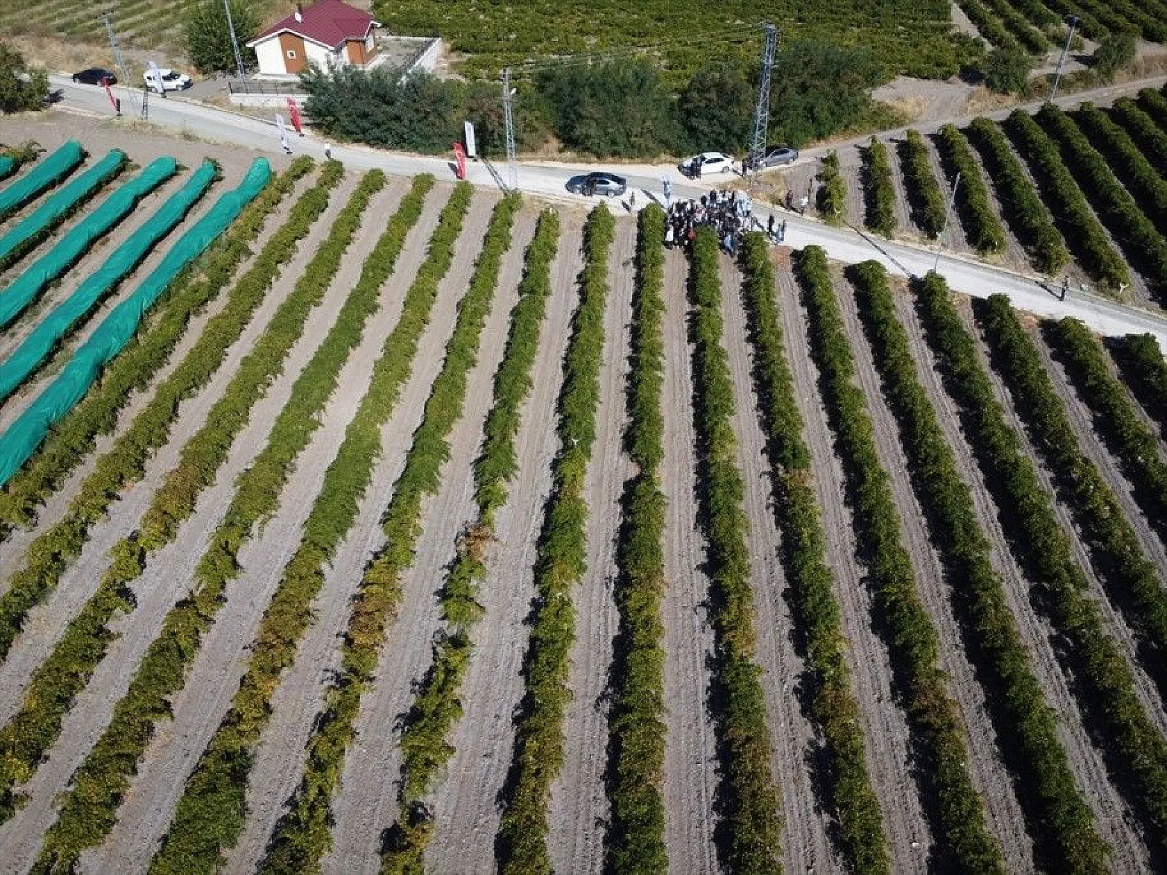'17. Geleneksel Üzüm Festivali ve Bağ Bozumu' etkinliği yapıldı