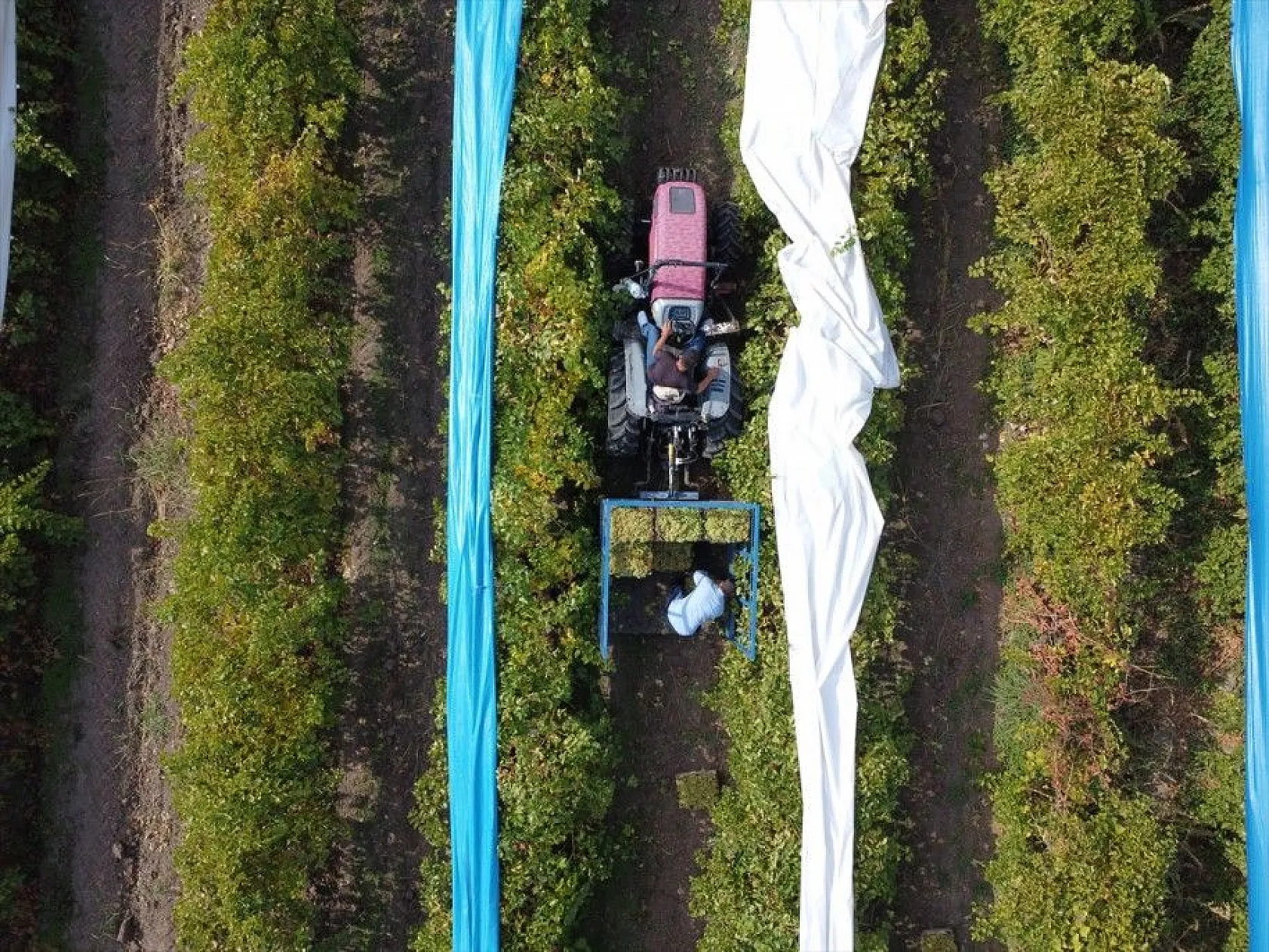 Elazığ'da üzüm bağları mavi beyaz örtüyle kaplandı