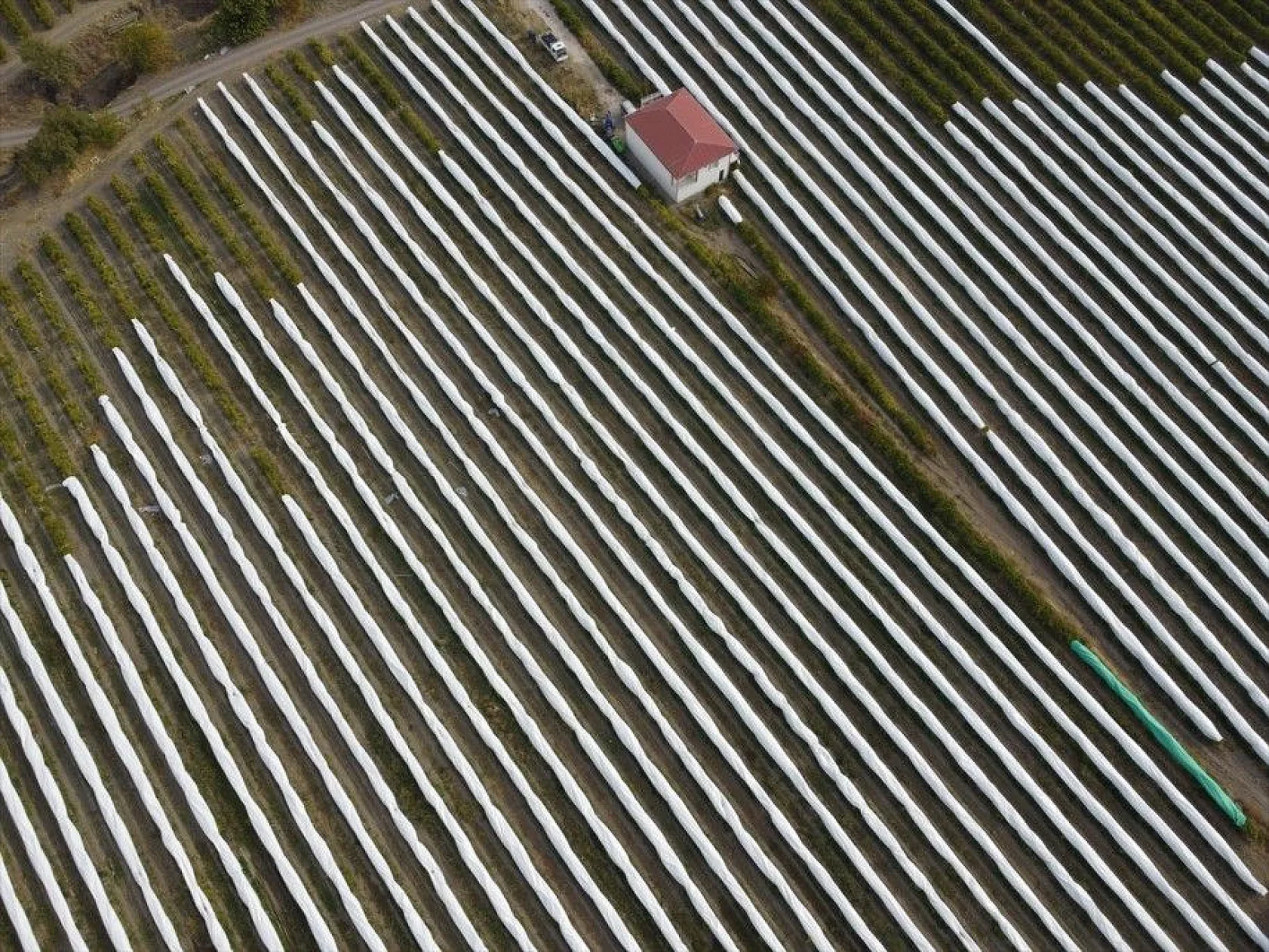 Elazığ'da üzüm bağları mavi beyaz örtüyle kaplandı