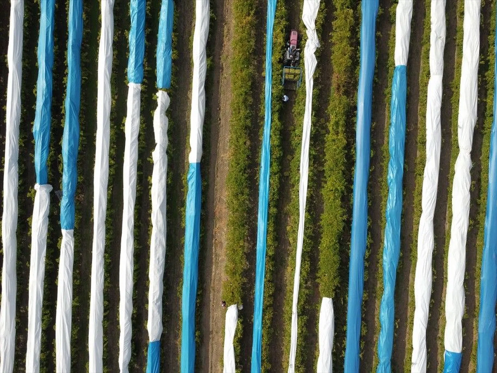 Elazığ'da üzüm bağları mavi beyaz örtüyle kaplandı