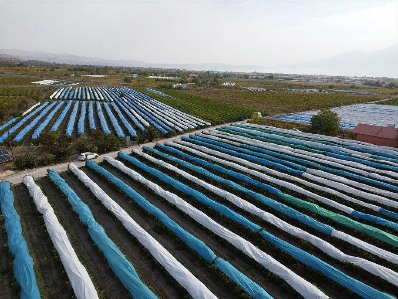 Elazığ'da üzüm bağları mavi beyaz örtüyle kaplandı