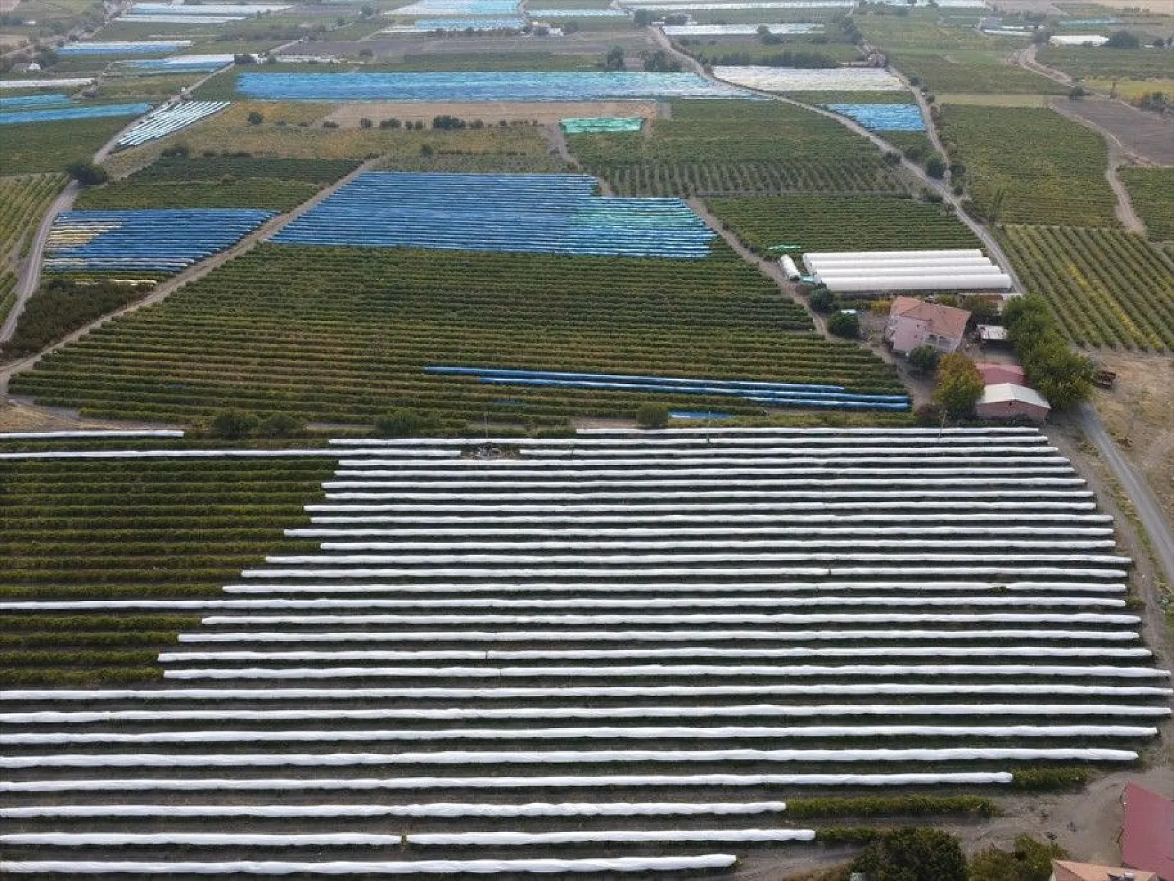 Elazığ'da üzüm bağları mavi beyaz örtüyle kaplandı