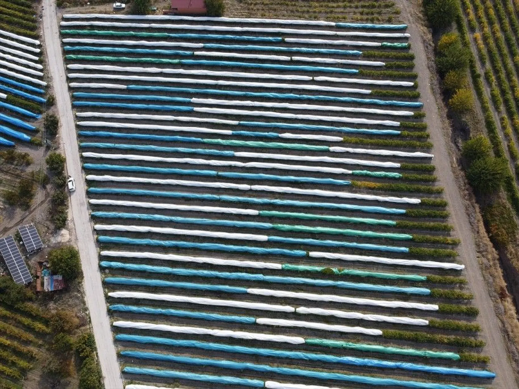 Elazığ'da üzüm bağları mavi beyaz örtüyle kaplandı