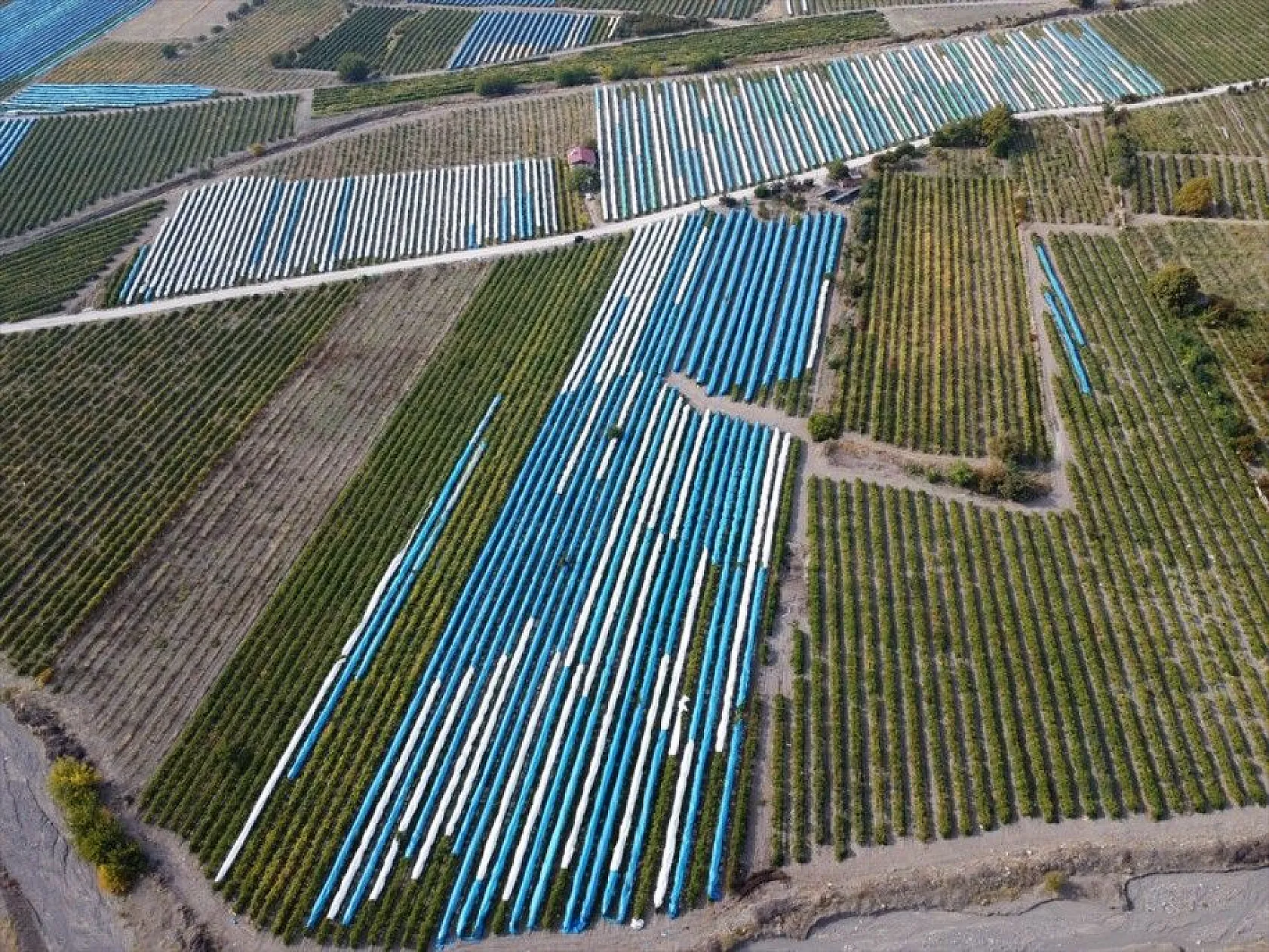 Elazığ'da üzüm bağları mavi beyaz örtüyle kaplandı