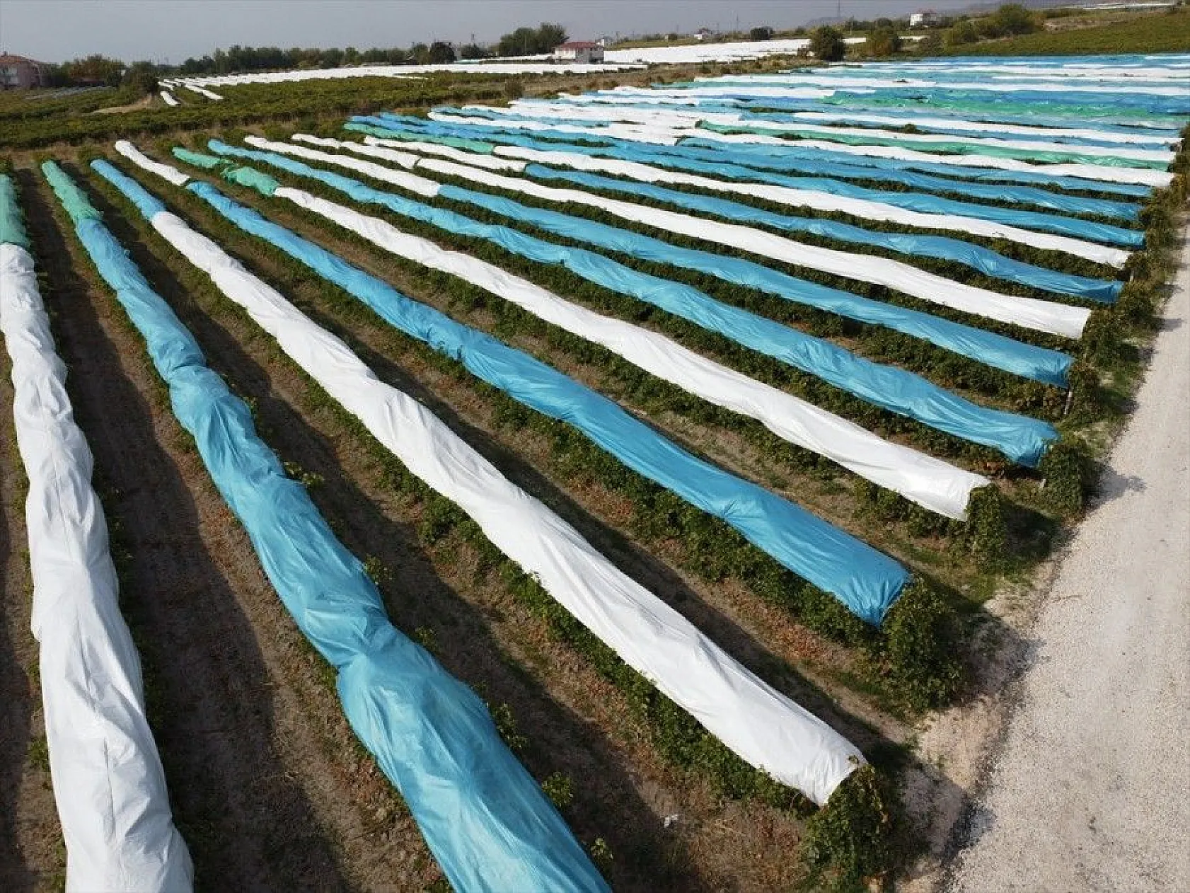 Elazığ'da üzüm bağları mavi beyaz örtüyle kaplandı