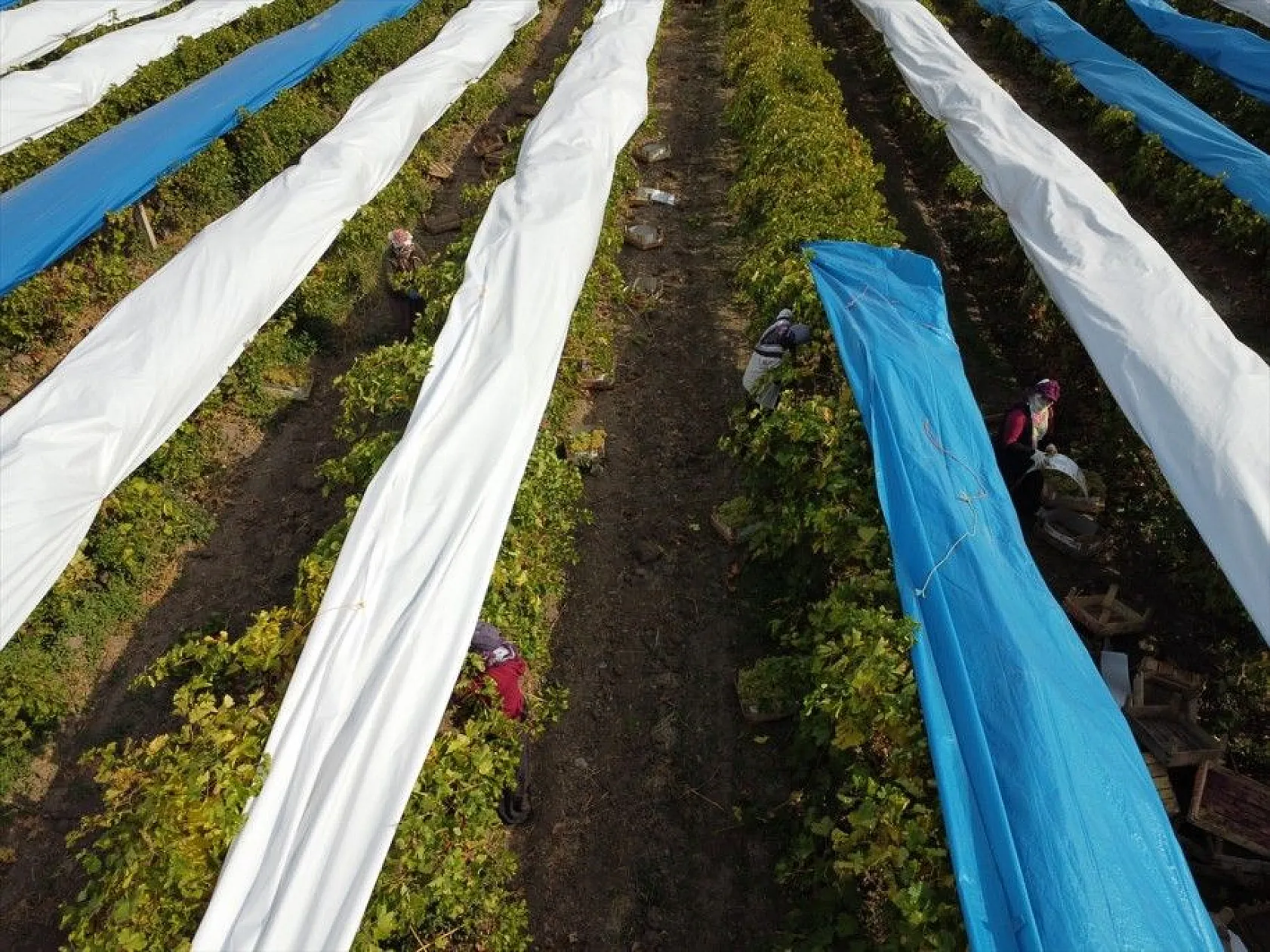 Elazığ'da üzüm bağları mavi beyaz örtüyle kaplandı