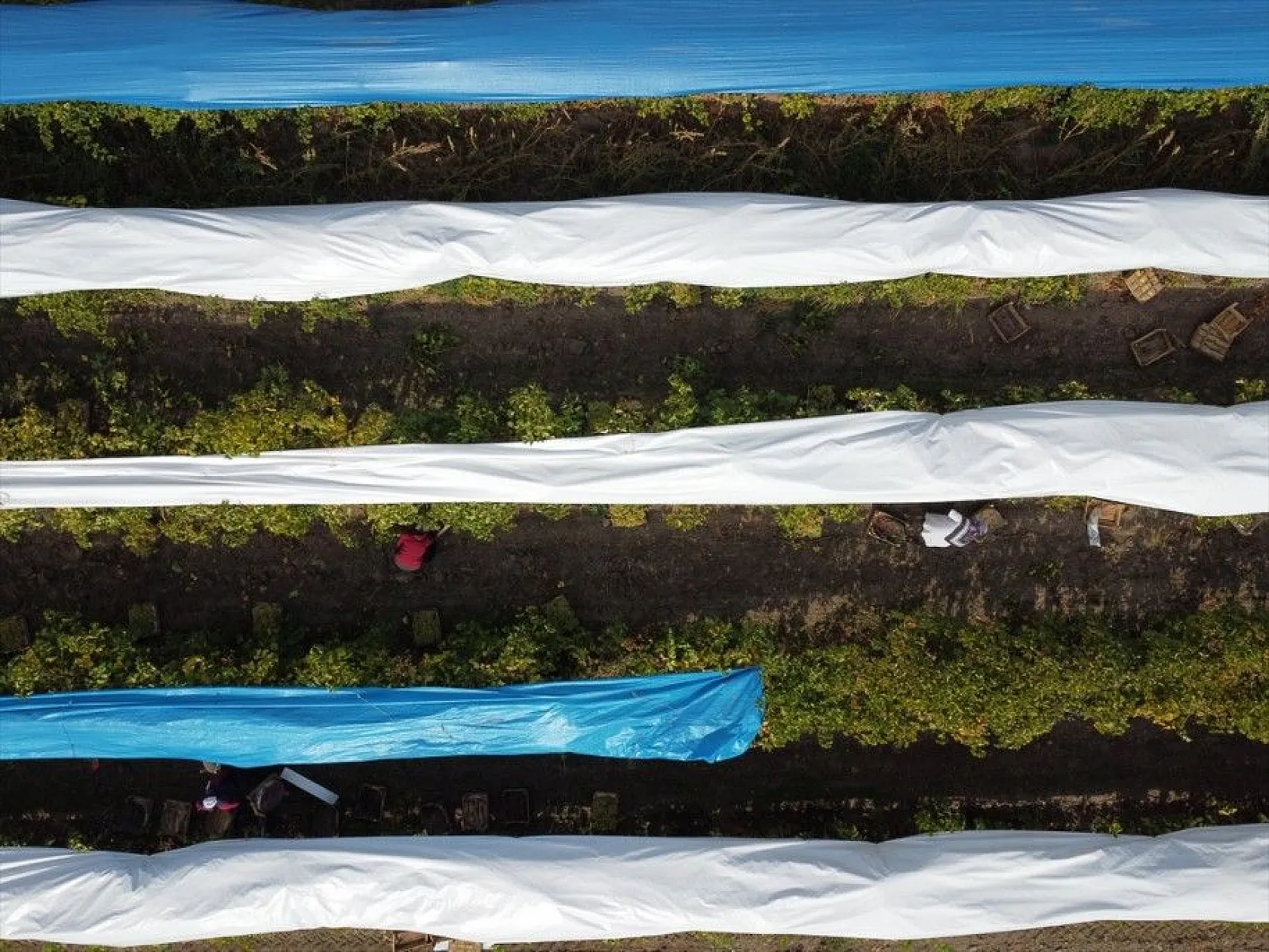 Elazığ'da üzüm bağları mavi beyaz örtüyle kaplandı