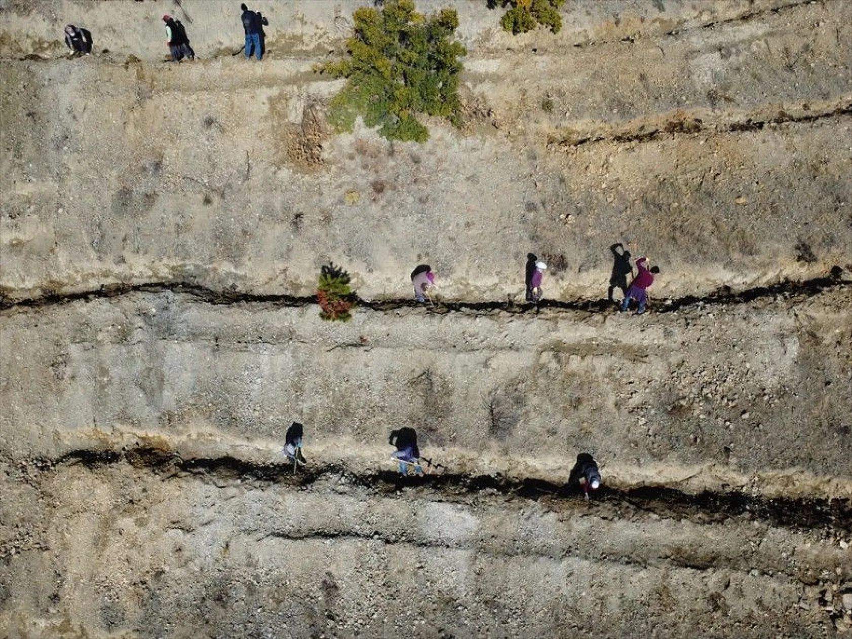 Doğu'da bozkıra dikilen milyonlarca fidan 'geleceğe nefes' olacak
