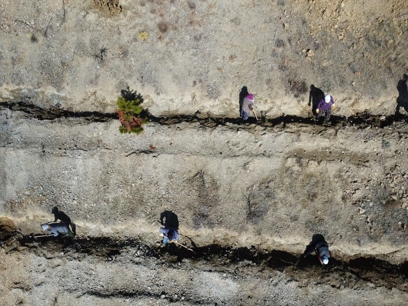 Doğu'da bozkıra dikilen milyonlarca fidan 'geleceğe nefes' olacak