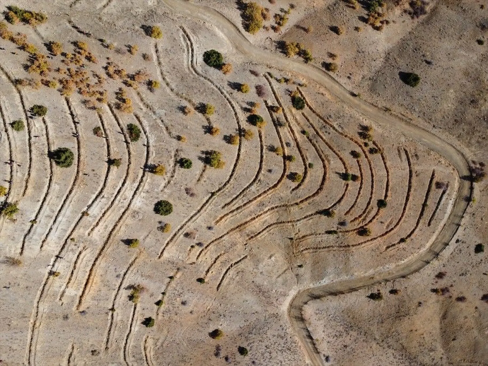 Doğu'da bozkıra dikilen milyonlarca fidan 'geleceğe nefes' olacak