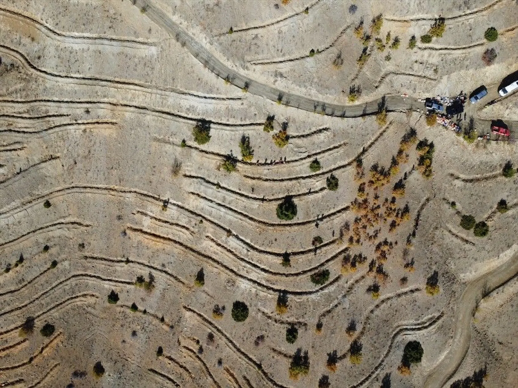 Doğu'da bozkıra dikilen milyonlarca fidan 'geleceğe nefes' olacak