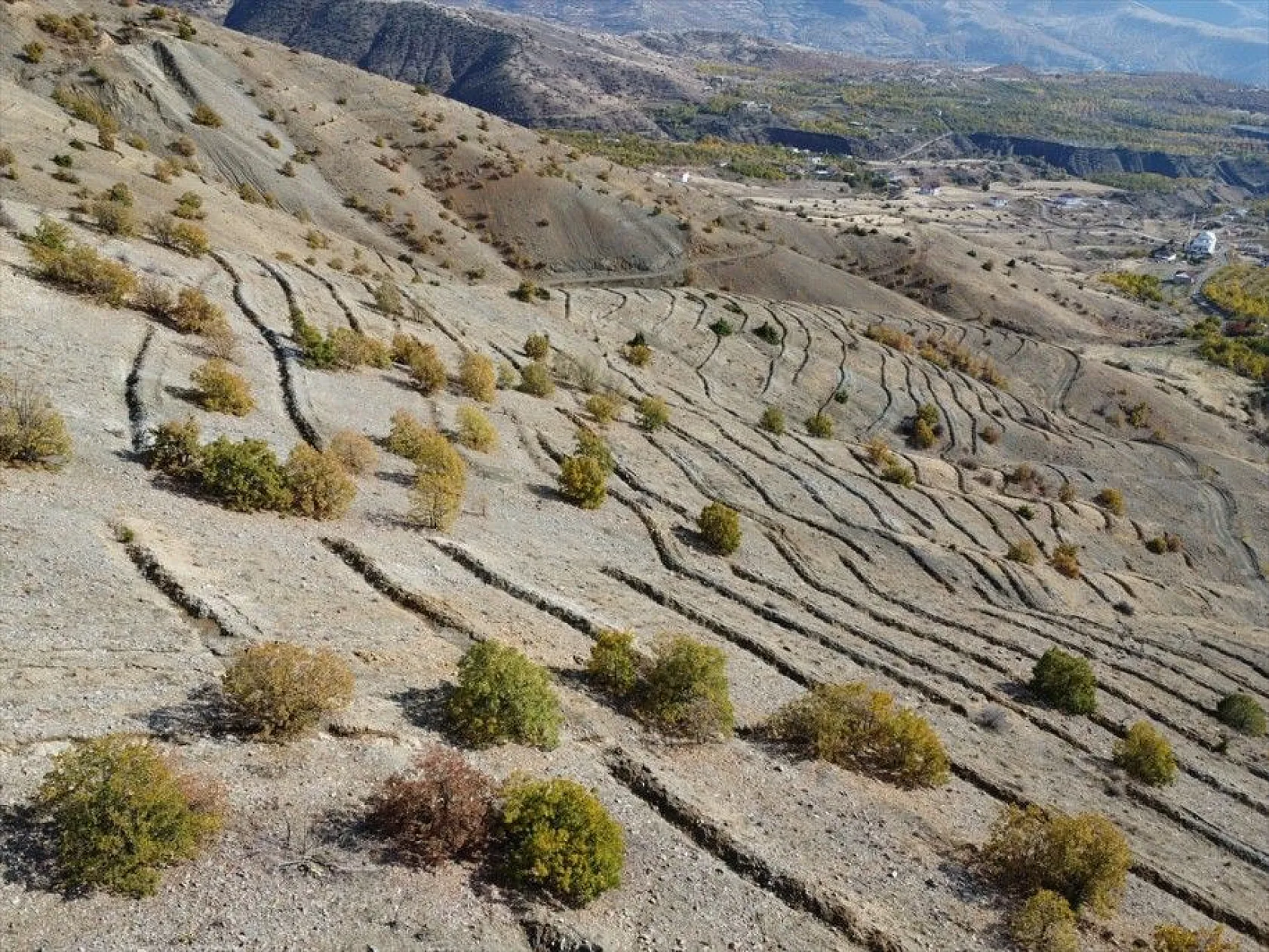 Doğu'da bozkıra dikilen milyonlarca fidan 'geleceğe nefes' olacak
