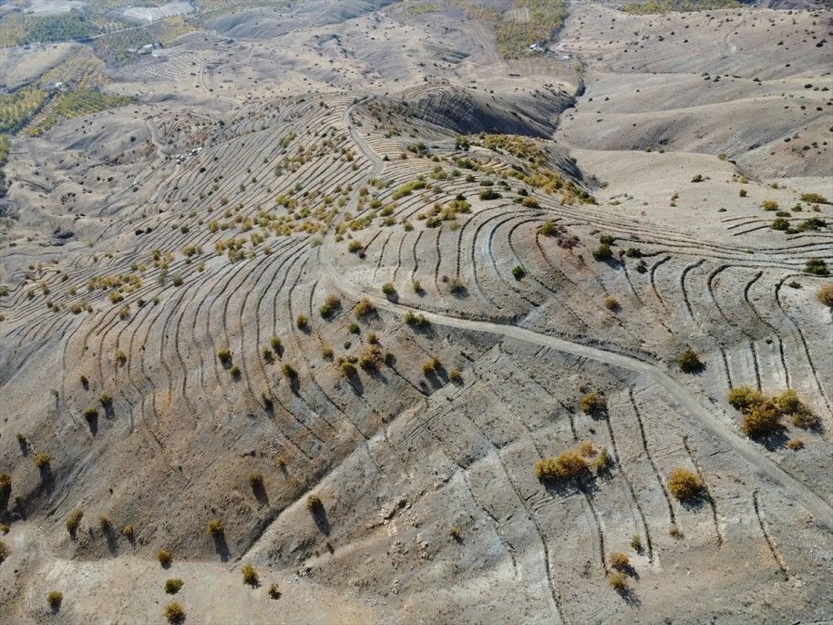 Doğu'da bozkıra dikilen milyonlarca fidan 'geleceğe nefes' olacak