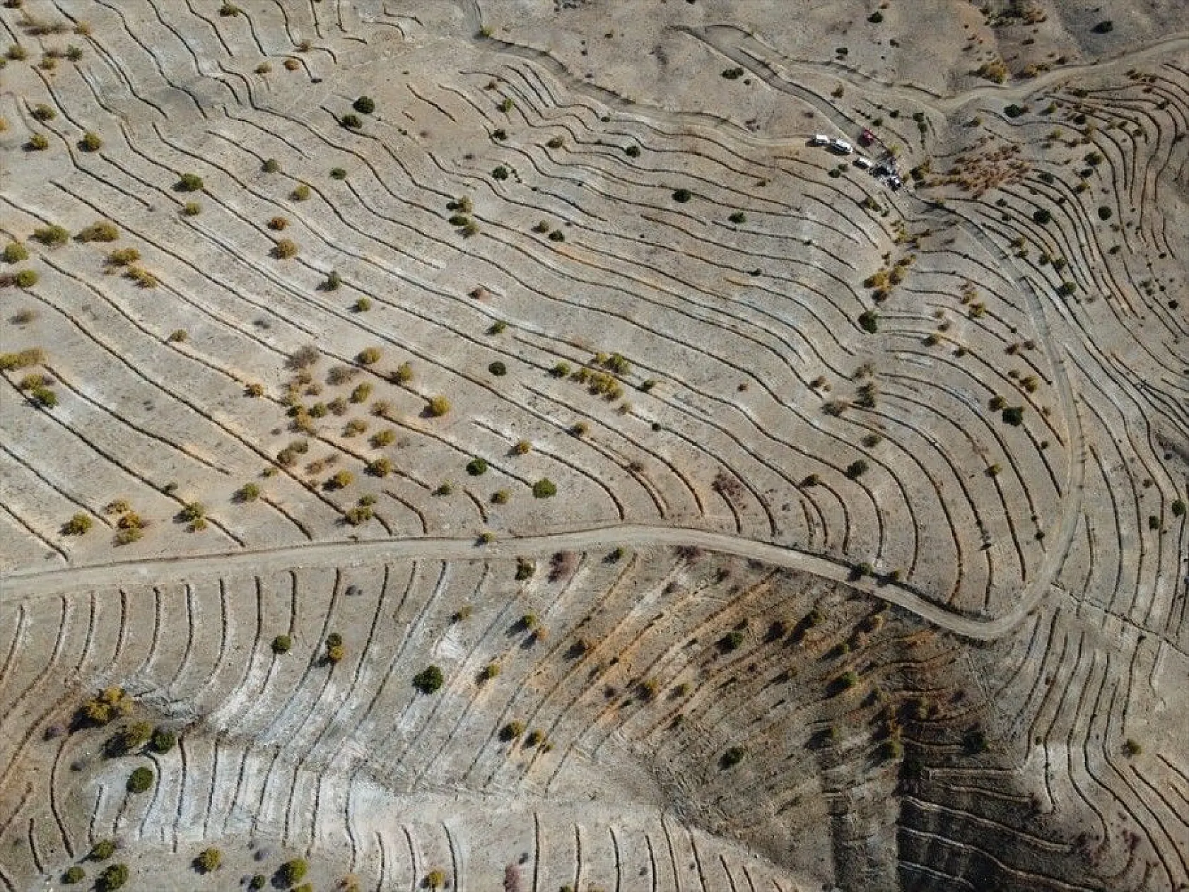 Doğu'da bozkıra dikilen milyonlarca fidan 'geleceğe nefes' olacak