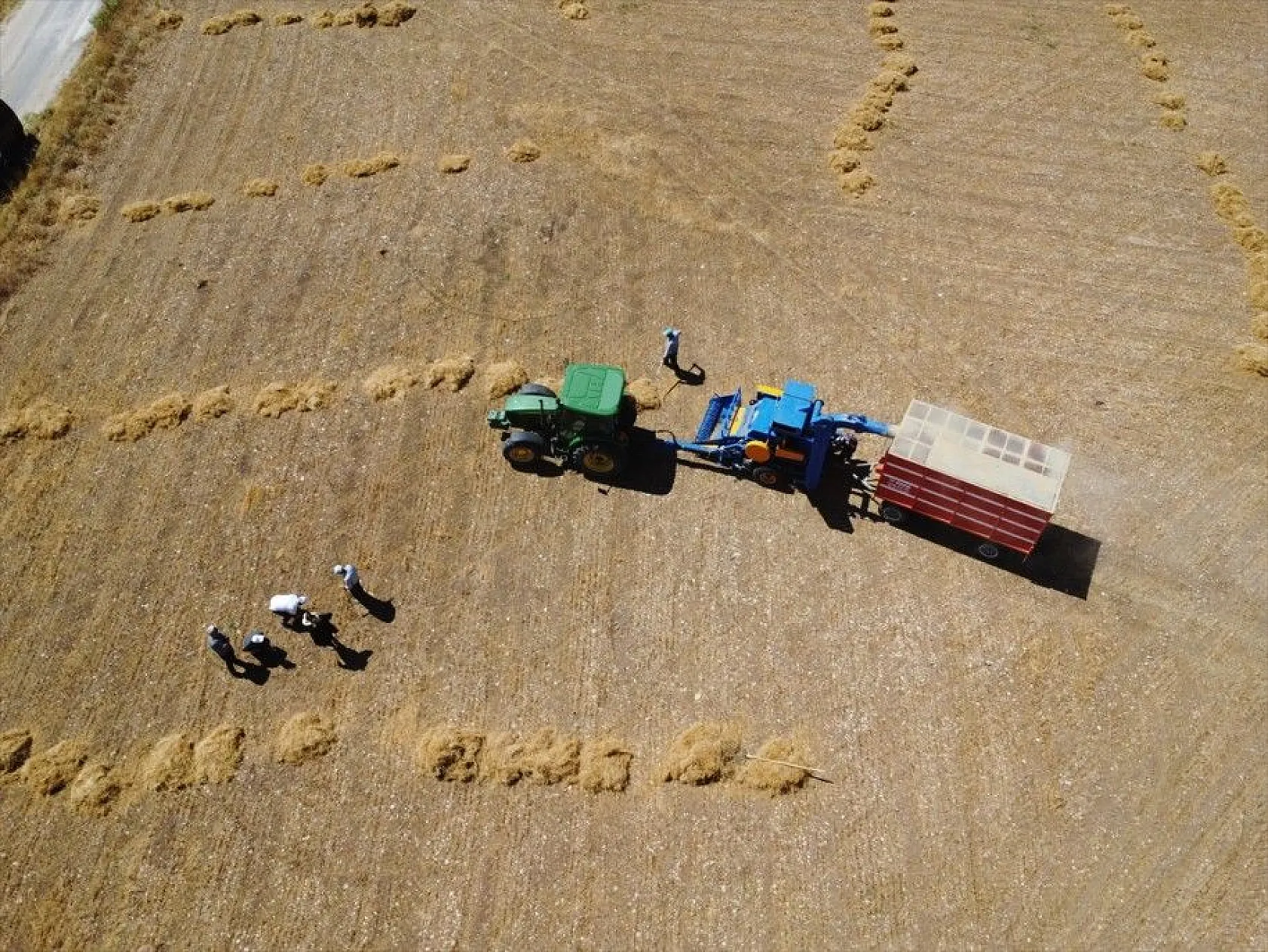 Elazığ'da kimyasal gübre yerine bakteri kullanan üreticiler mercimekte verimi artırdı