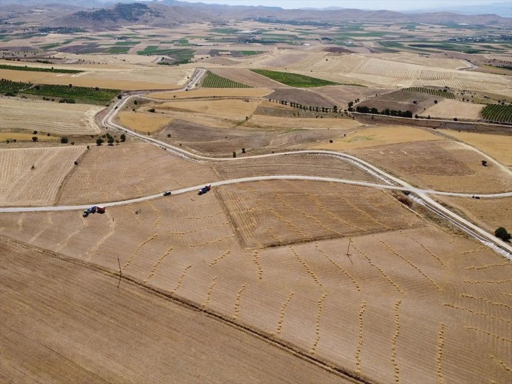 Elazığ'da kimyasal gübre yerine bakteri kullanan üreticiler mercimekte verimi artırdı
