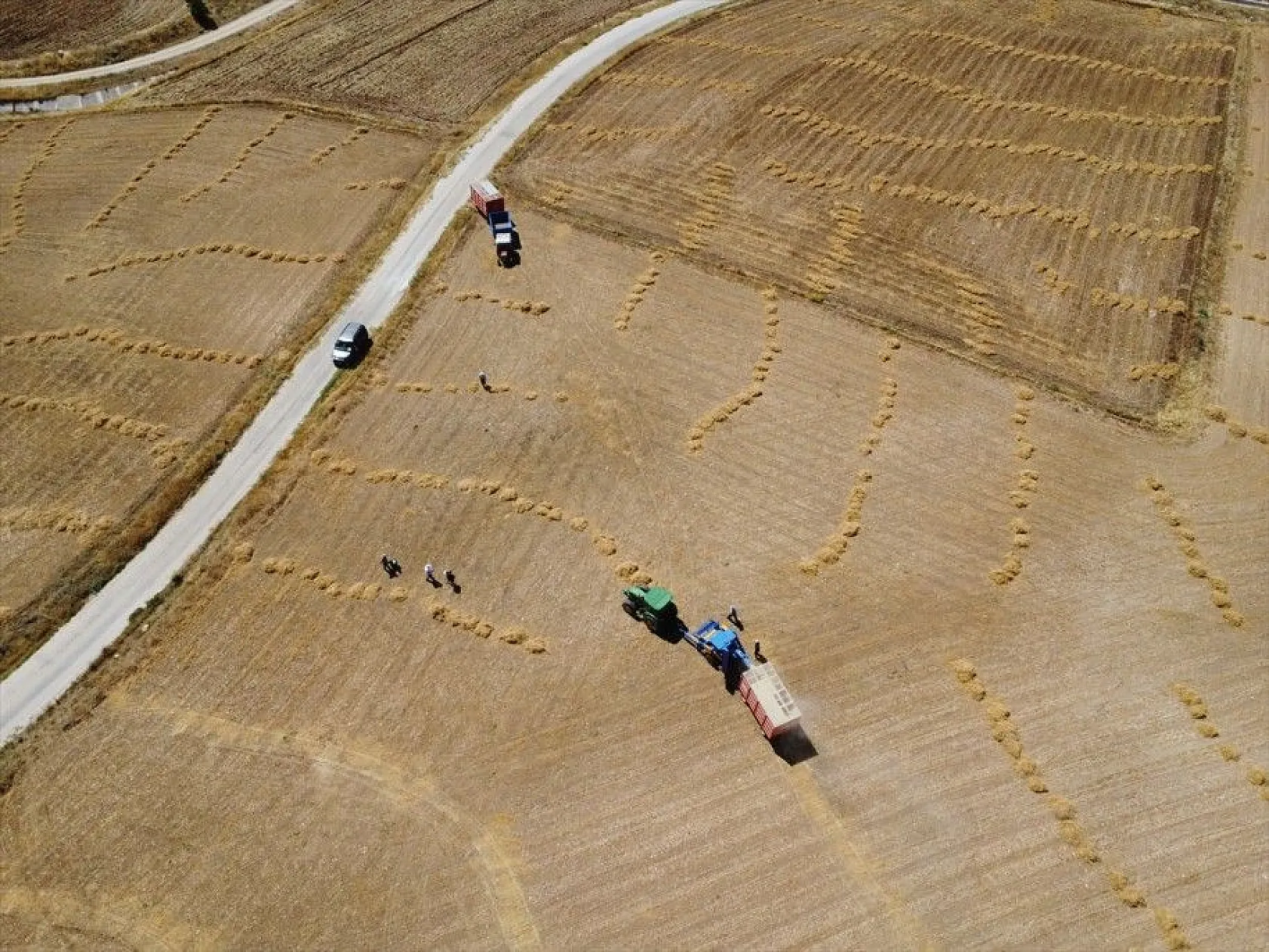 Elazığ'da kimyasal gübre yerine bakteri kullanan üreticiler mercimekte verimi artırdı
