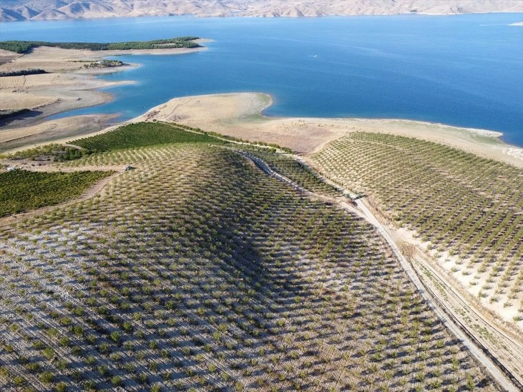 Atıl arazilerin dönüştürüldüğü badem bahçelerinde hasat zamanı