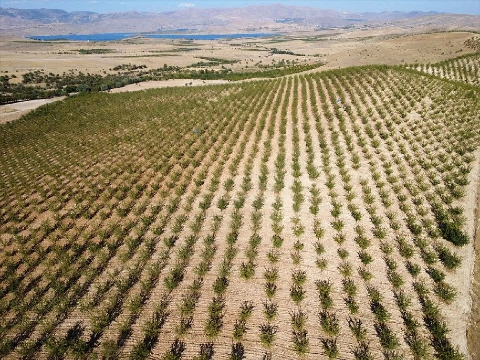 Atıl arazilerin dönüştürüldüğü badem bahçelerinde hasat zamanı
