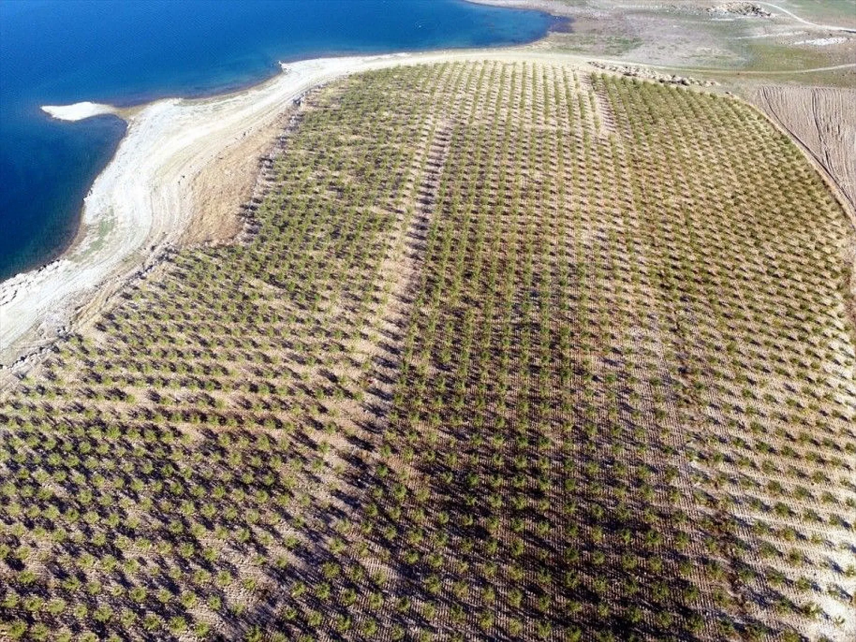 Atıl arazilerin dönüştürüldüğü badem bahçelerinde hasat zamanı