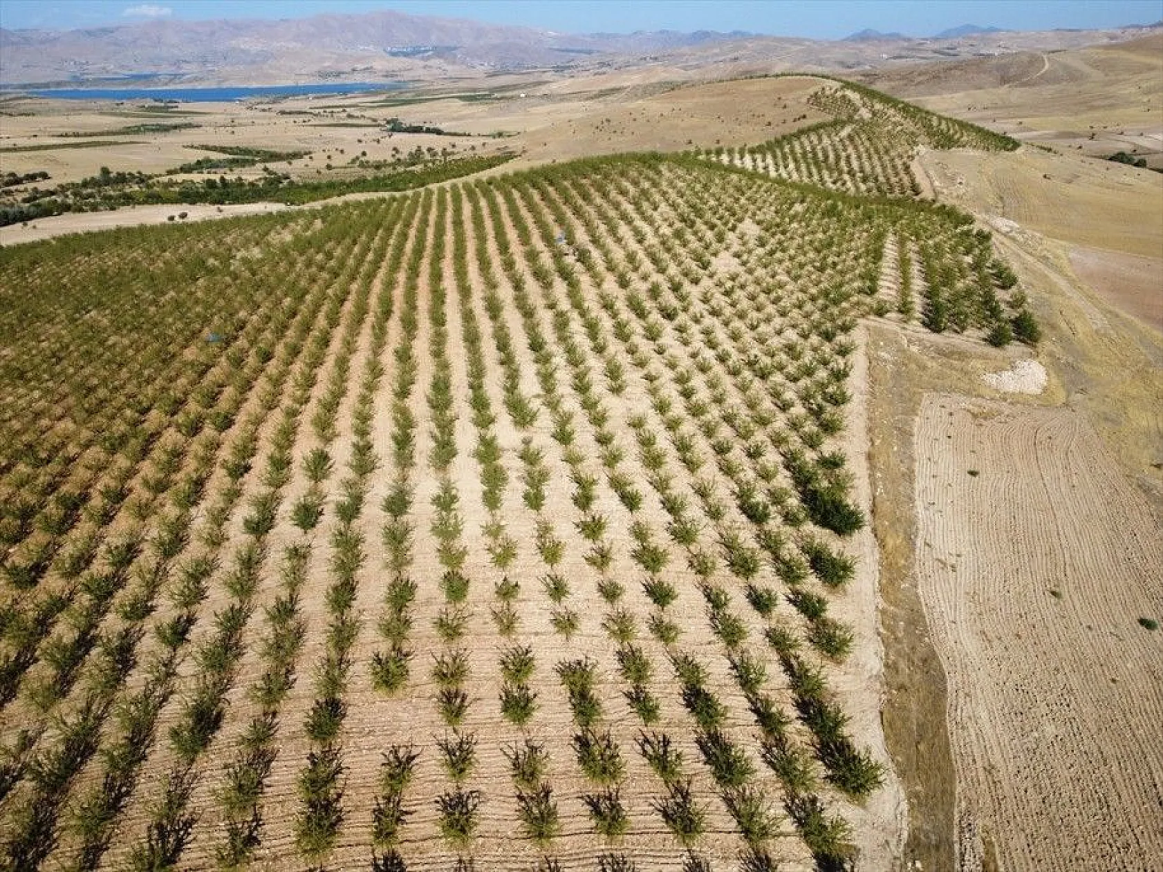 Atıl arazilerin dönüştürüldüğü badem bahçelerinde hasat zamanı
