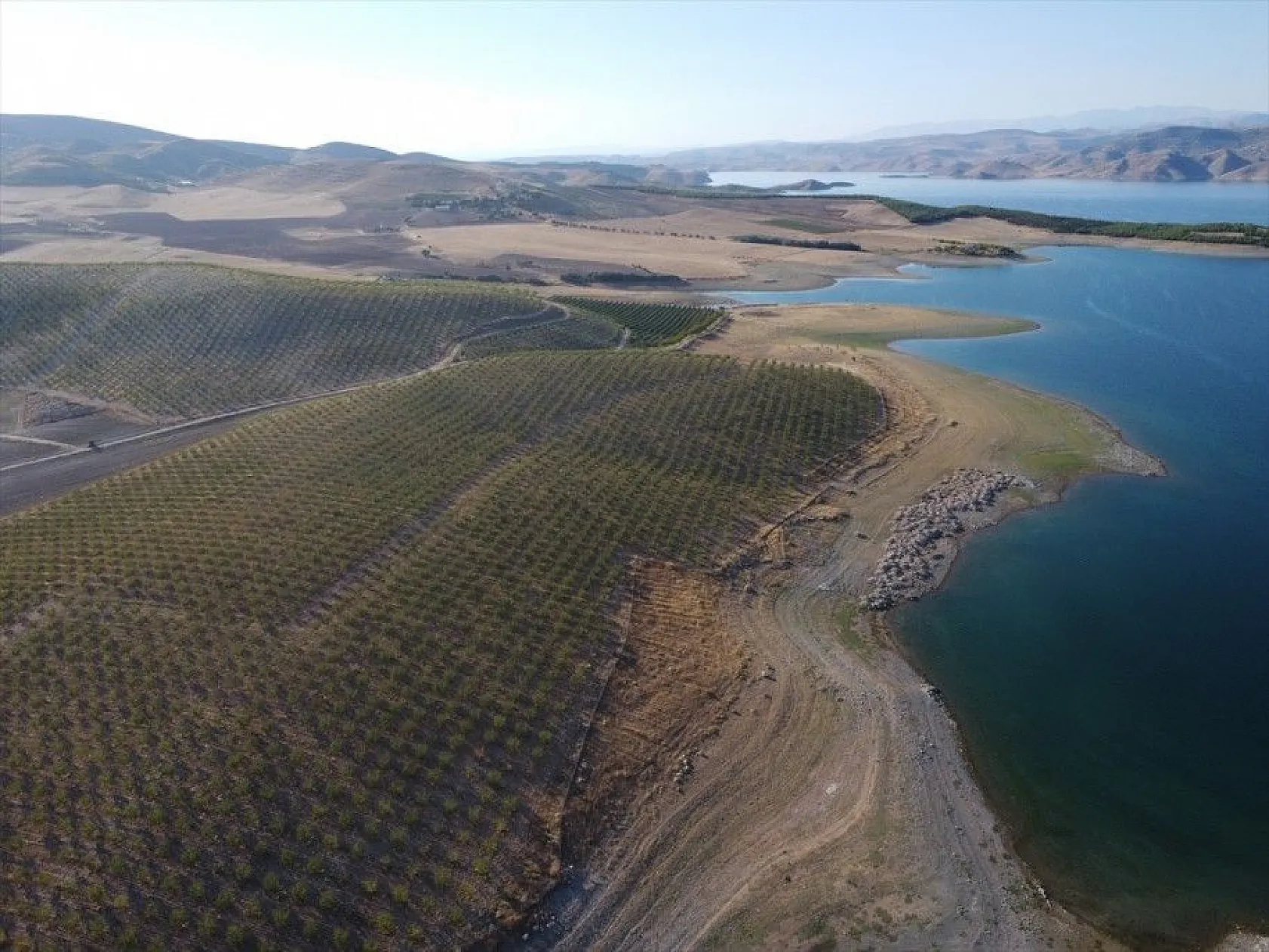 Atıl arazilerin dönüştürüldüğü badem bahçelerinde hasat zamanı