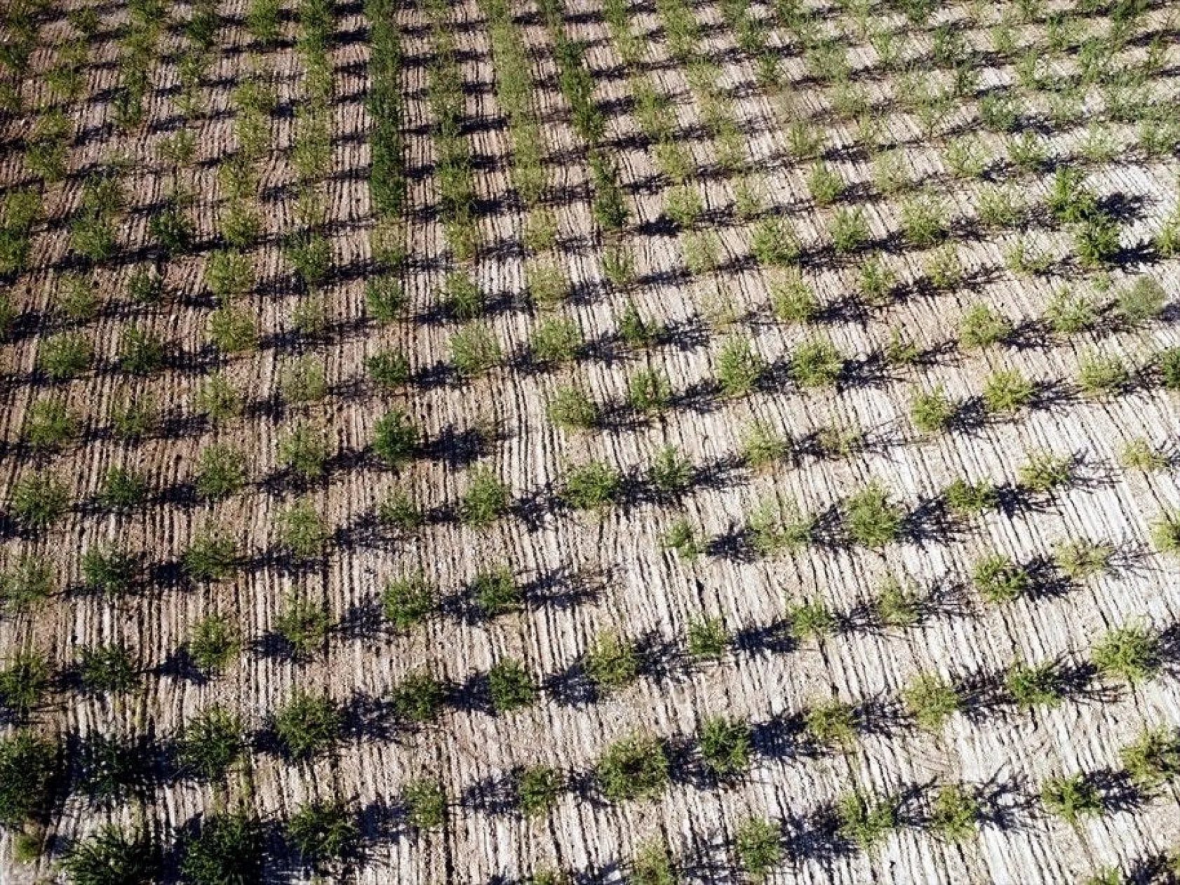 Atıl arazilerin dönüştürüldüğü badem bahçelerinde hasat zamanı