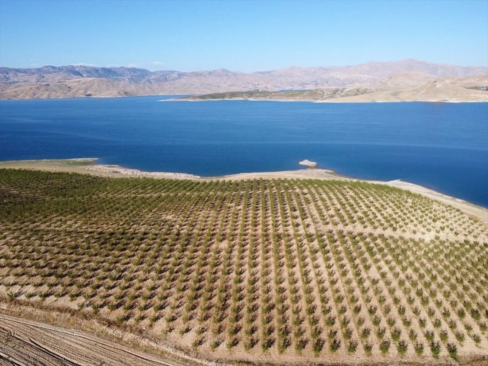 Atıl arazilerin dönüştürüldüğü badem bahçelerinde hasat zamanı