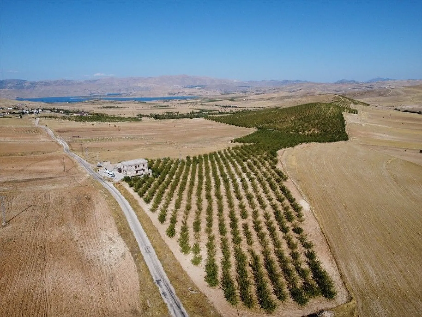 Atıl arazilerin dönüştürüldüğü badem bahçelerinde hasat zamanı