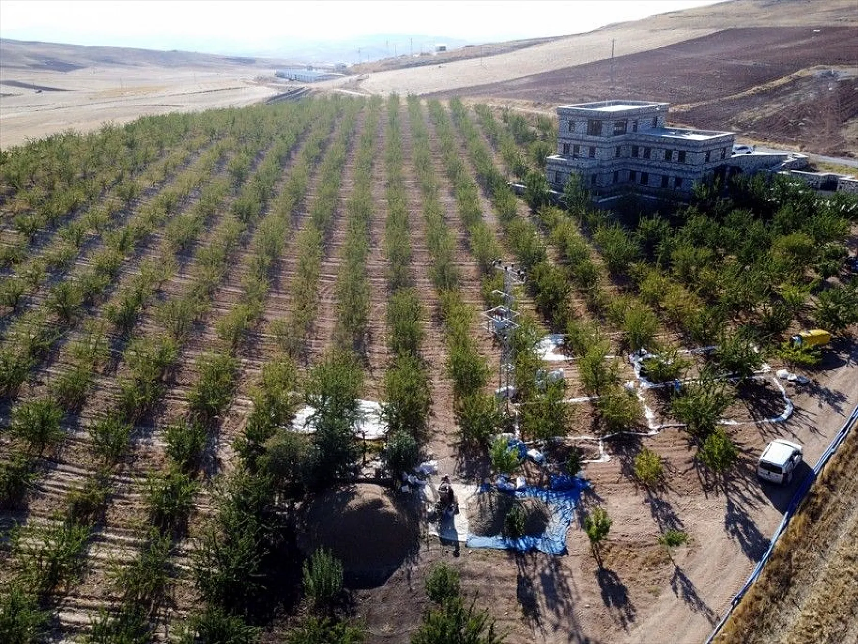Atıl arazilerin dönüştürüldüğü badem bahçelerinde hasat zamanı