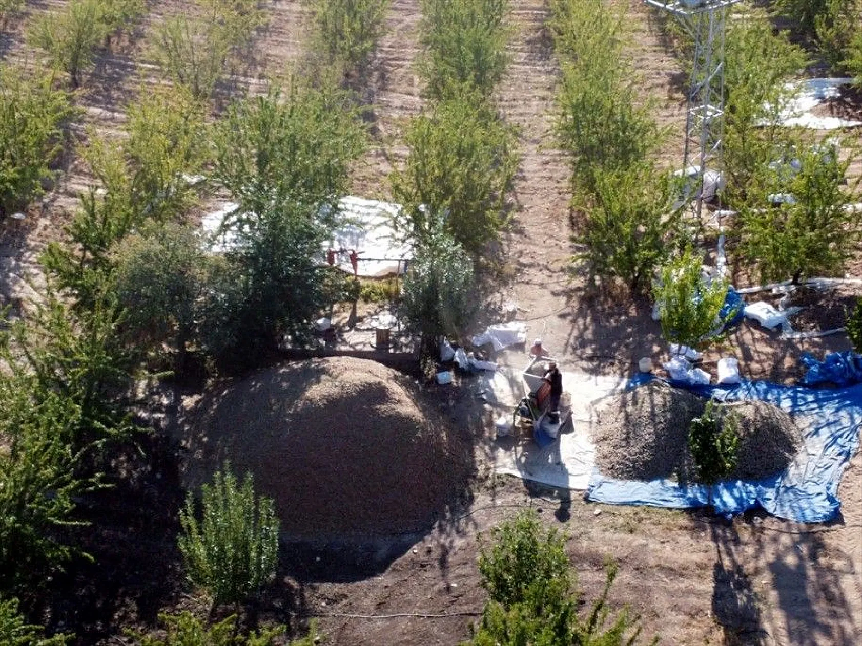 Atıl arazilerin dönüştürüldüğü badem bahçelerinde hasat zamanı