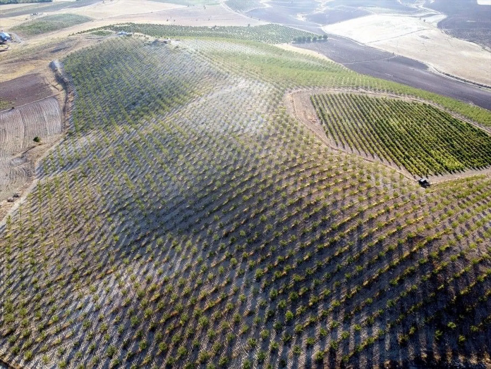 Atıl arazilerin dönüştürüldüğü badem bahçelerinde hasat zamanı