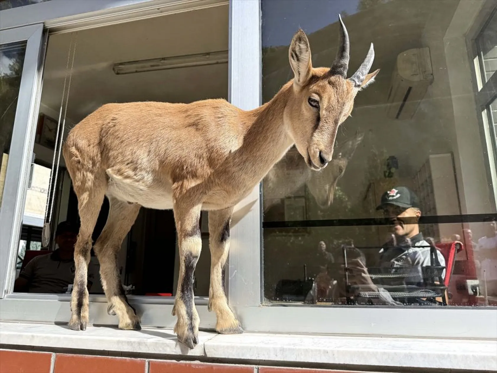 Baraj sahasını mesken tutan yavru dağ keçisini biberonla besliyorlar