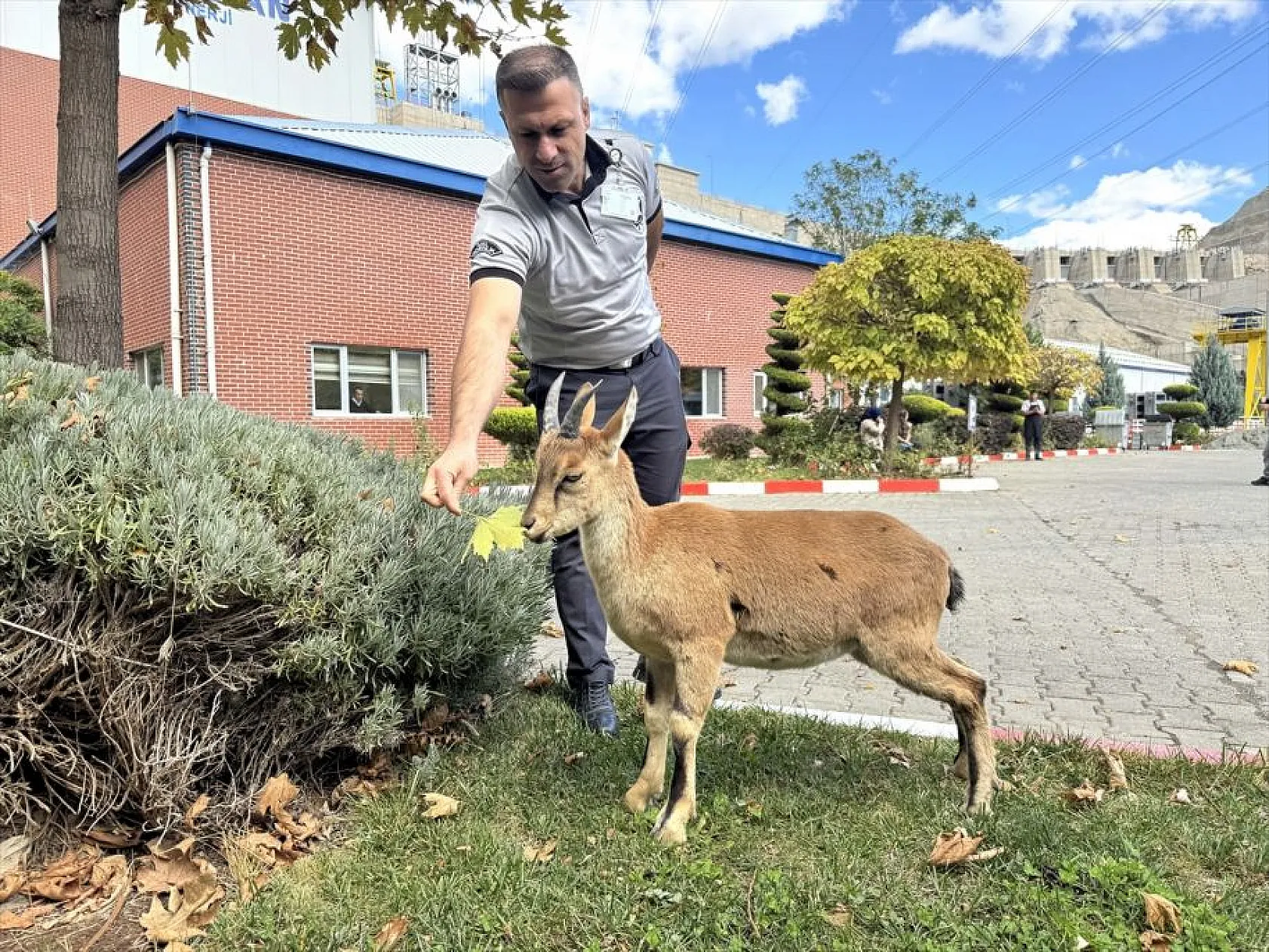 Baraj sahasını mesken tutan yavru dağ keçisini biberonla besliyorlar
