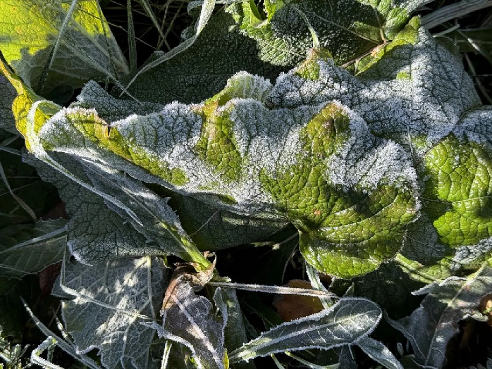 Doğu Anadolu buz kesti