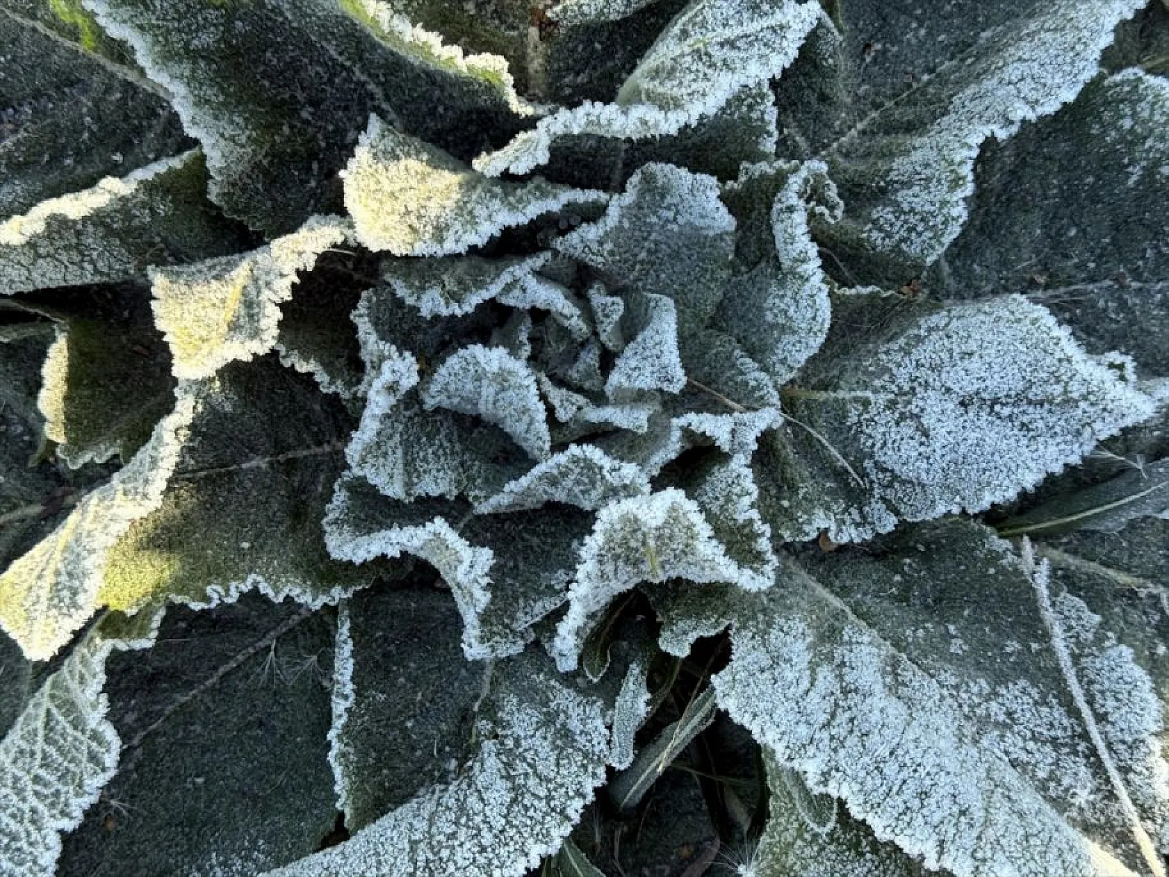 Doğu Anadolu buz kesti