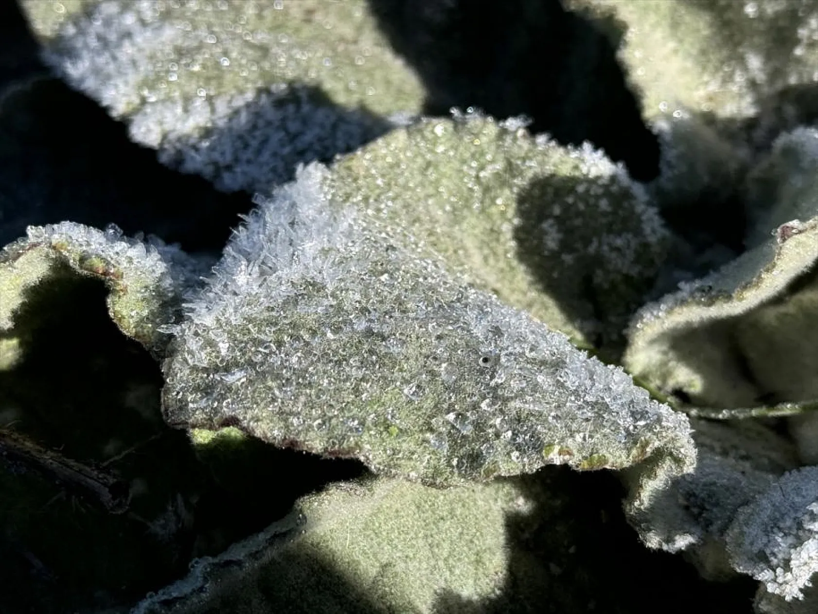 Doğu Anadolu buz kesti